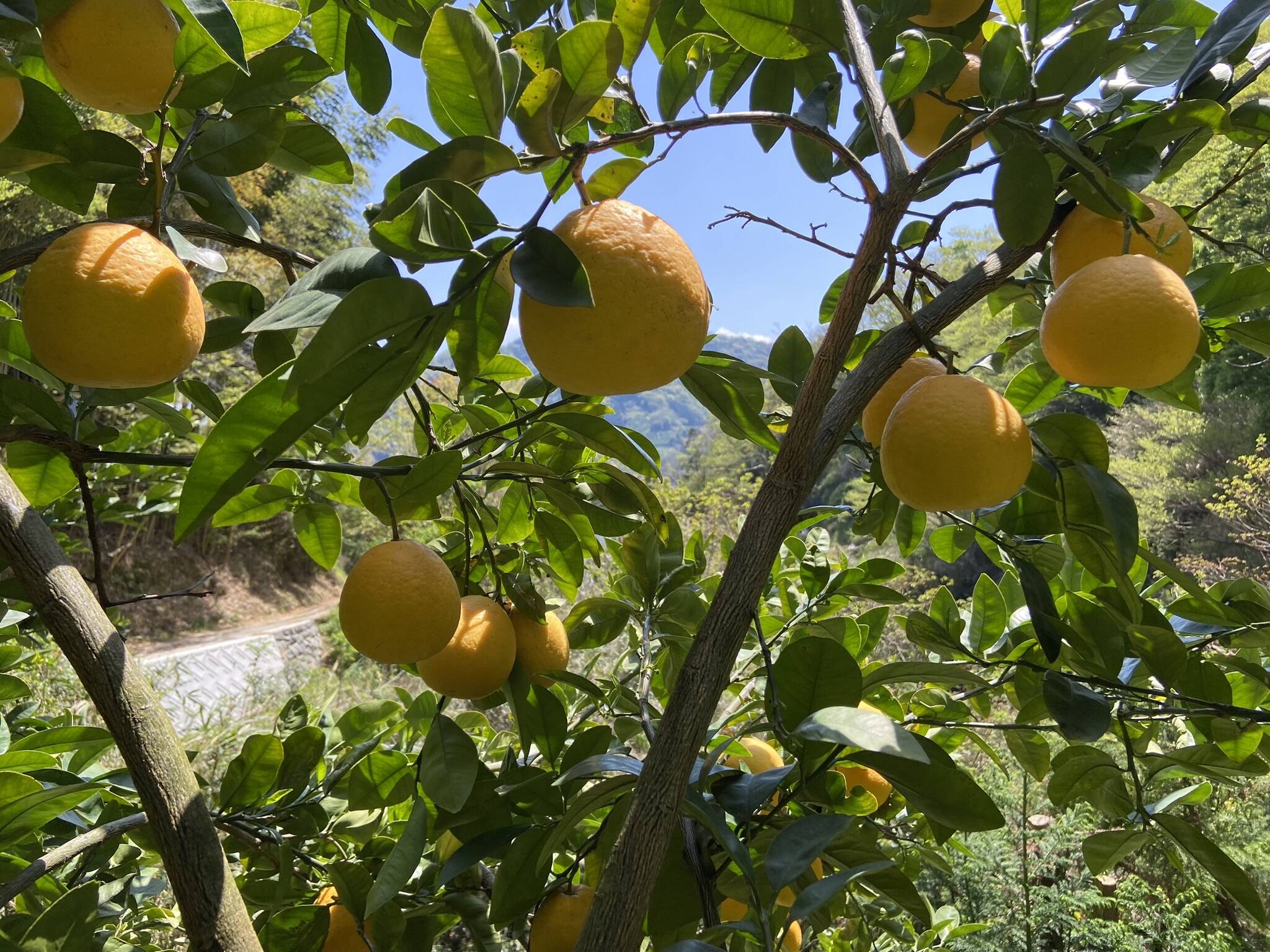 生搾りストレート！糖度9．9 宇和ゴールド（河内晩柑）ジュース