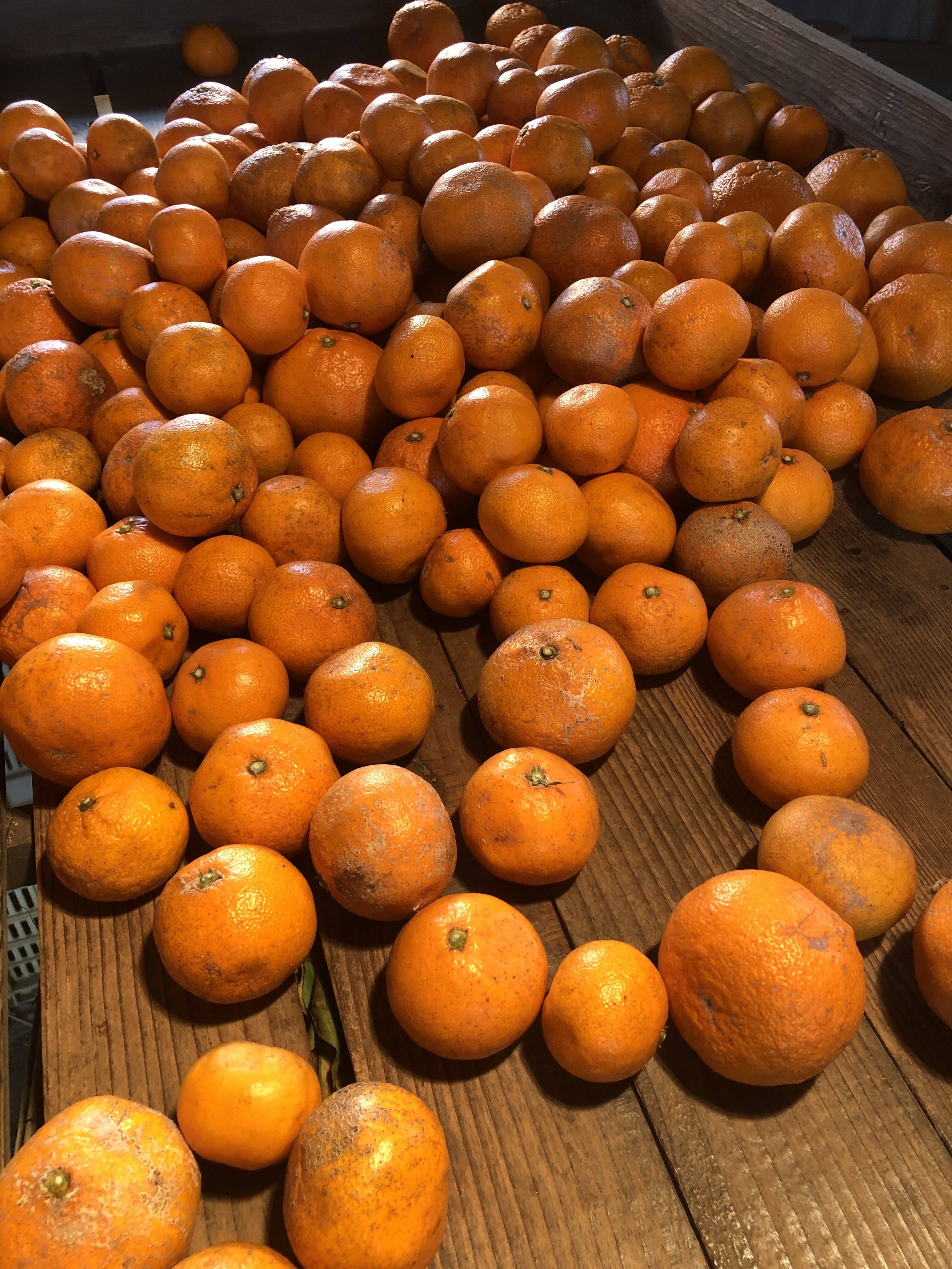加工用みかん】熊本発農薬不使用🍊 5kg 宮川.原口早生 サイズフリー