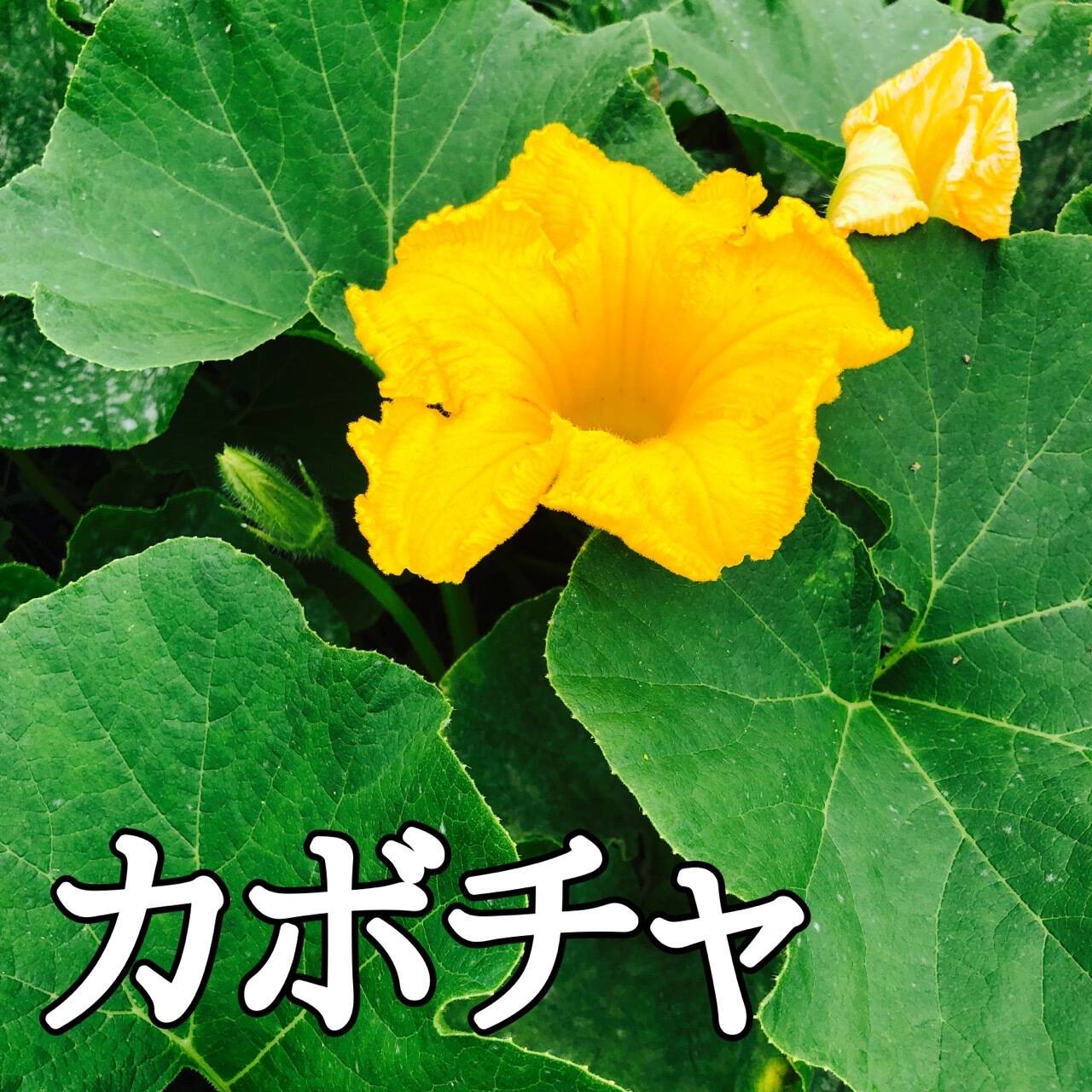 にんにく農家の家庭菜園 カボチャの真っ黄色な花に魅せられて 食べチョク 産地直送 産直 お取り寄せ通販 農家 漁師から旬の食材を直送