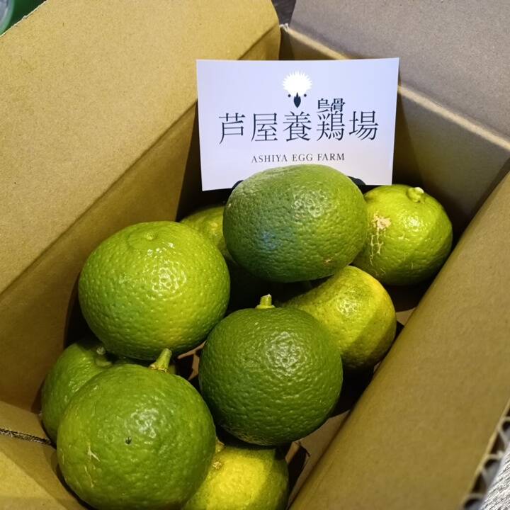 農薬不使用》兵庫県芦屋産 香り高い完熟『黄かぼす』（約900g箱込み