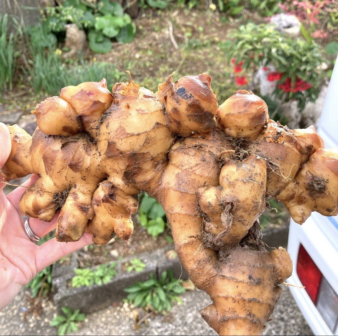 高知県産 ごんげん畑の[囲い生姜]4キロ：高知県産のその他薬味