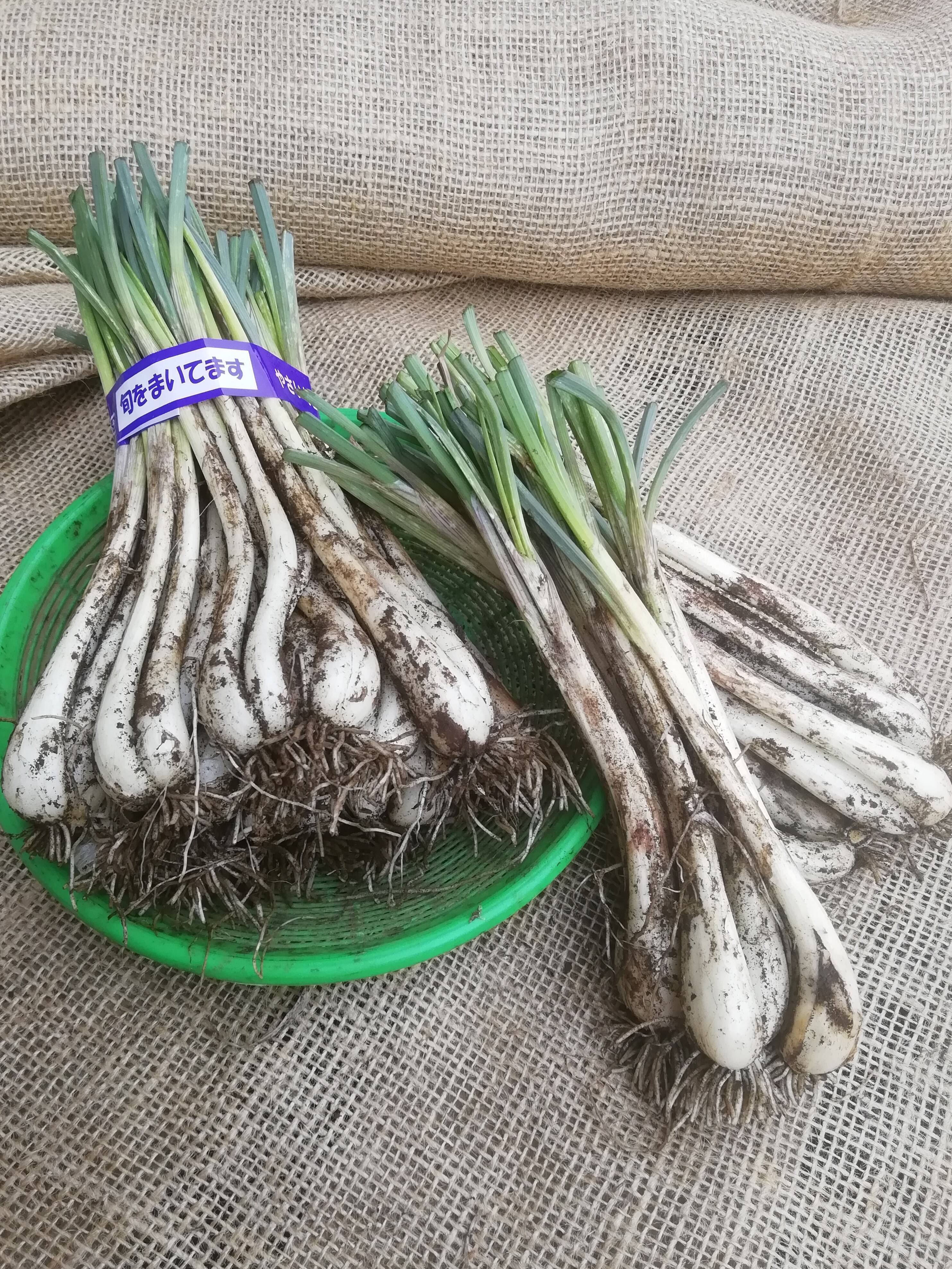 シャキシャキの歯ごたえ 留守農場のエシャレット 700g 千葉県産 食べチョク 農家 漁師の産直ネット通販 旬の食材を生産者直送