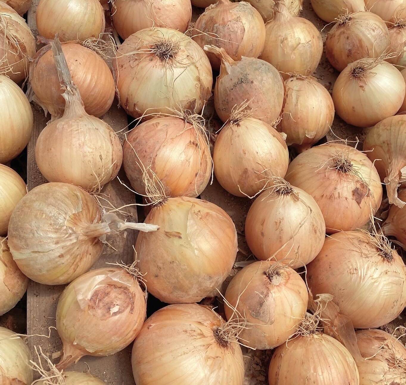 有機栽培 新玉ねぎ：岡山県産の野菜｜食べチョク｜産地直送(産直
