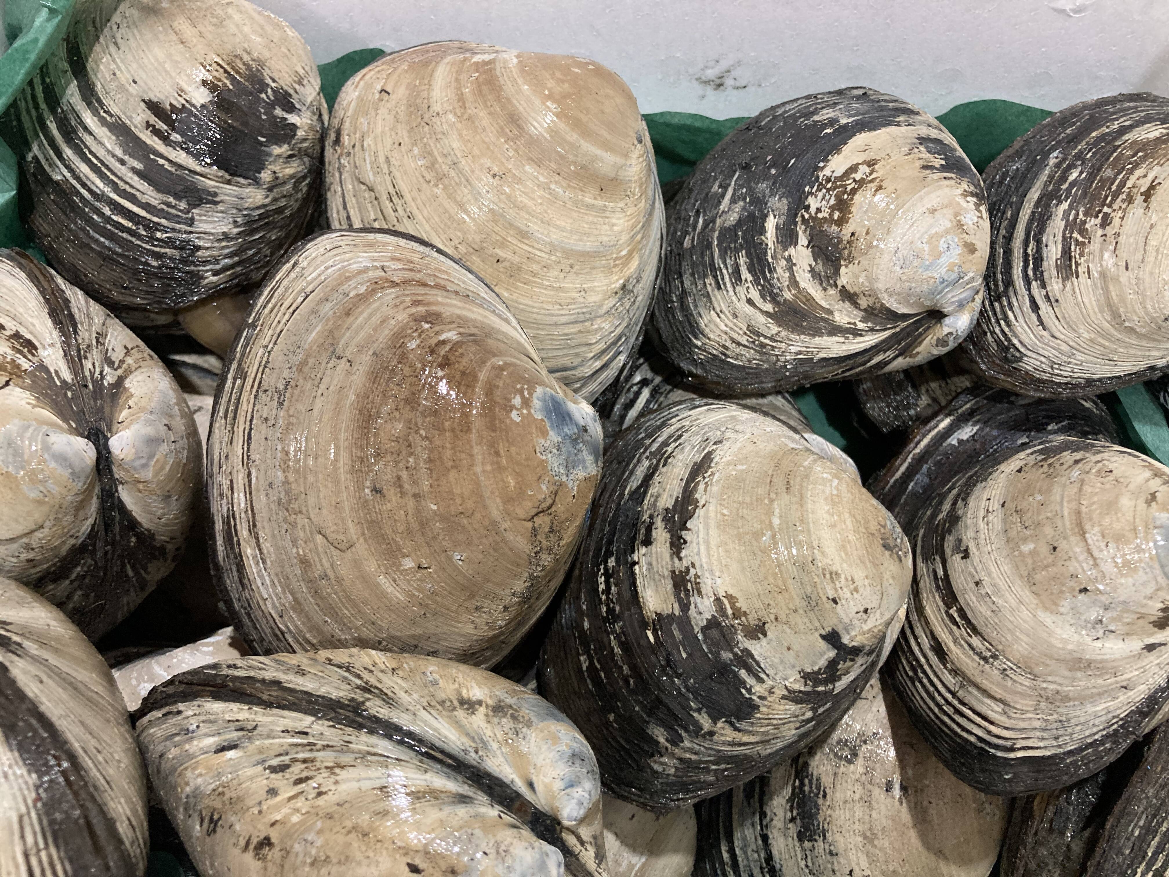 活ホッキ貝 10個 苫小牧産 北海道産の魚介類 食べチョク 産地直送 産直 お取り寄せ通販 農家 漁師から旬の食材を直送 活ホッキ貝 10個 苫小牧産 北海道産の魚介類 食べチョク 産地直送 産直 お取り寄せ通販 農家 漁師から旬の食材を直送