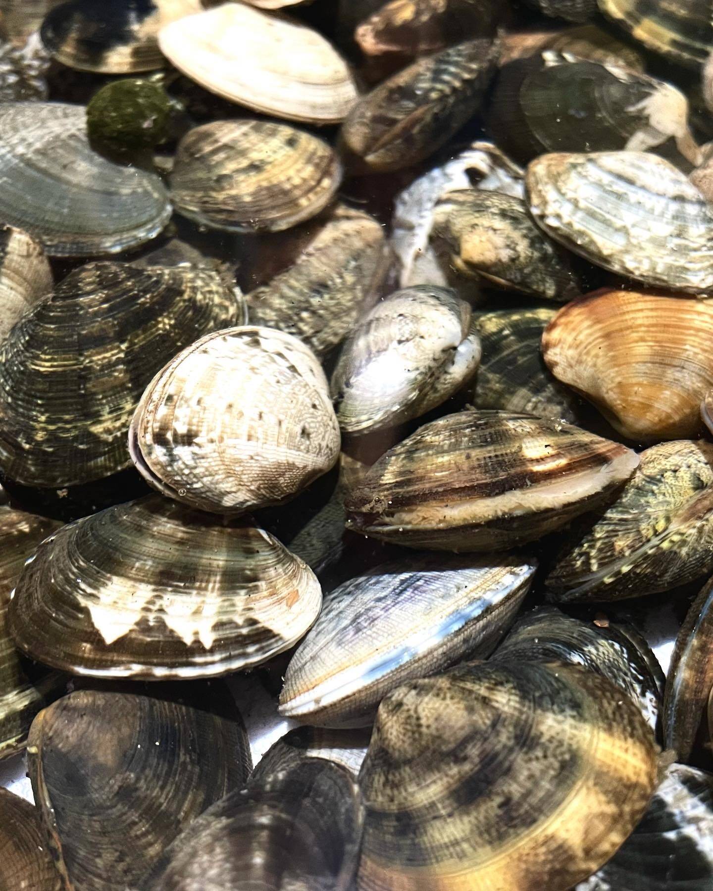 愛知県 三河湾 【日間賀島産】 （内湾）高級ブランドアサリ 1キロ