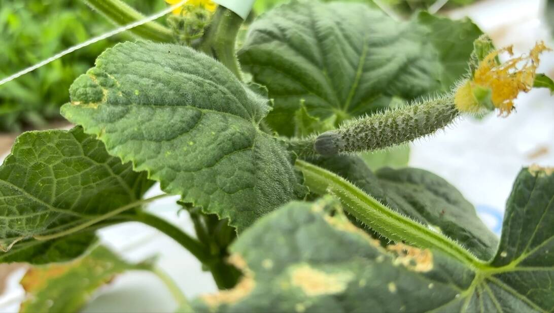 6月3日】赤ちゃんきゅうり🥒｜食べチョク｜産地直送(産直)お取り寄せ