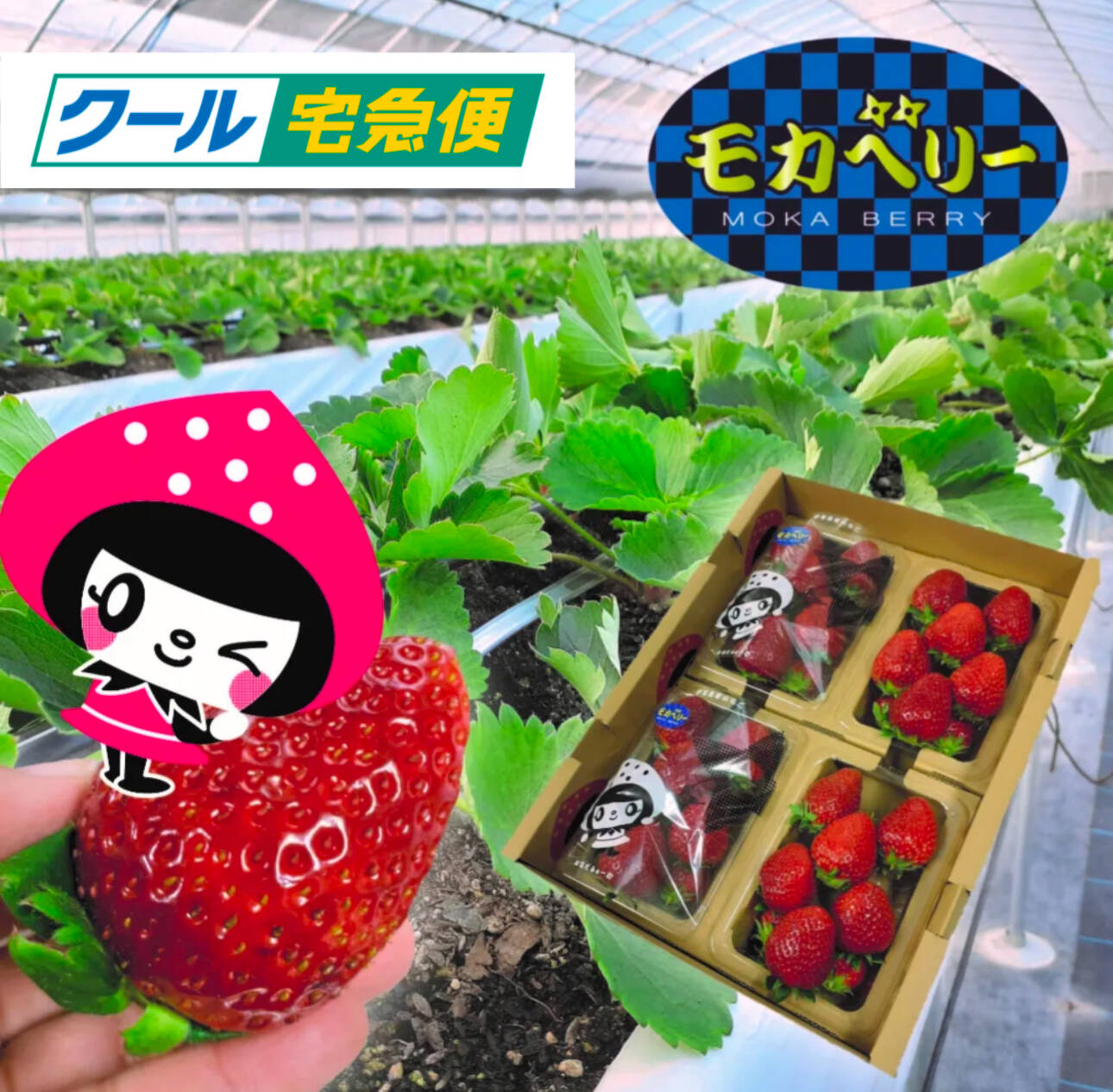 いちご ページ M めぐいちご めぐいちご めぐいちご いちごページ 椿 Buy ZX 8000