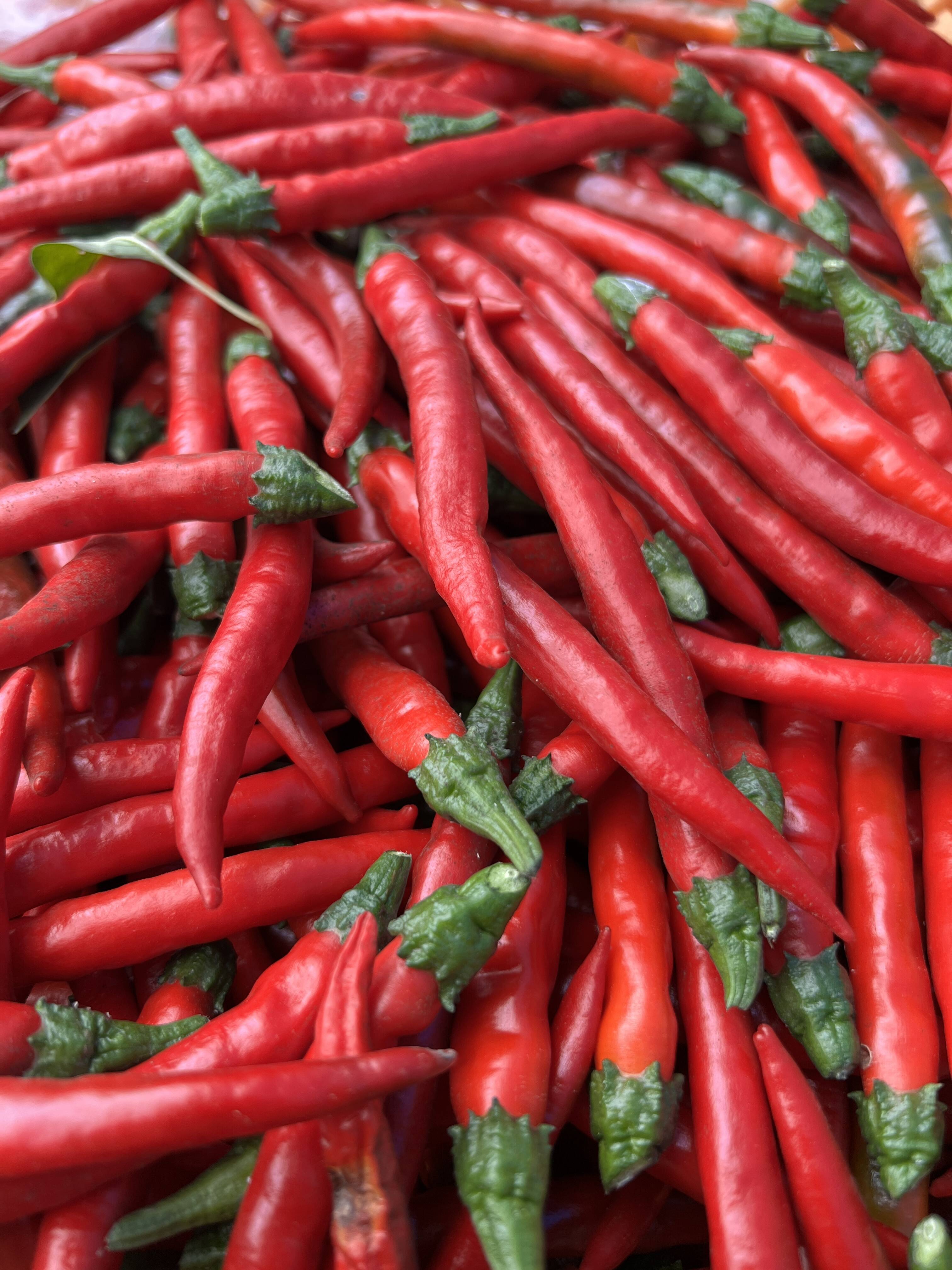 香りと辛味】熊本県産 ホットパラソル 赤唐辛子 500g：熊本県産の