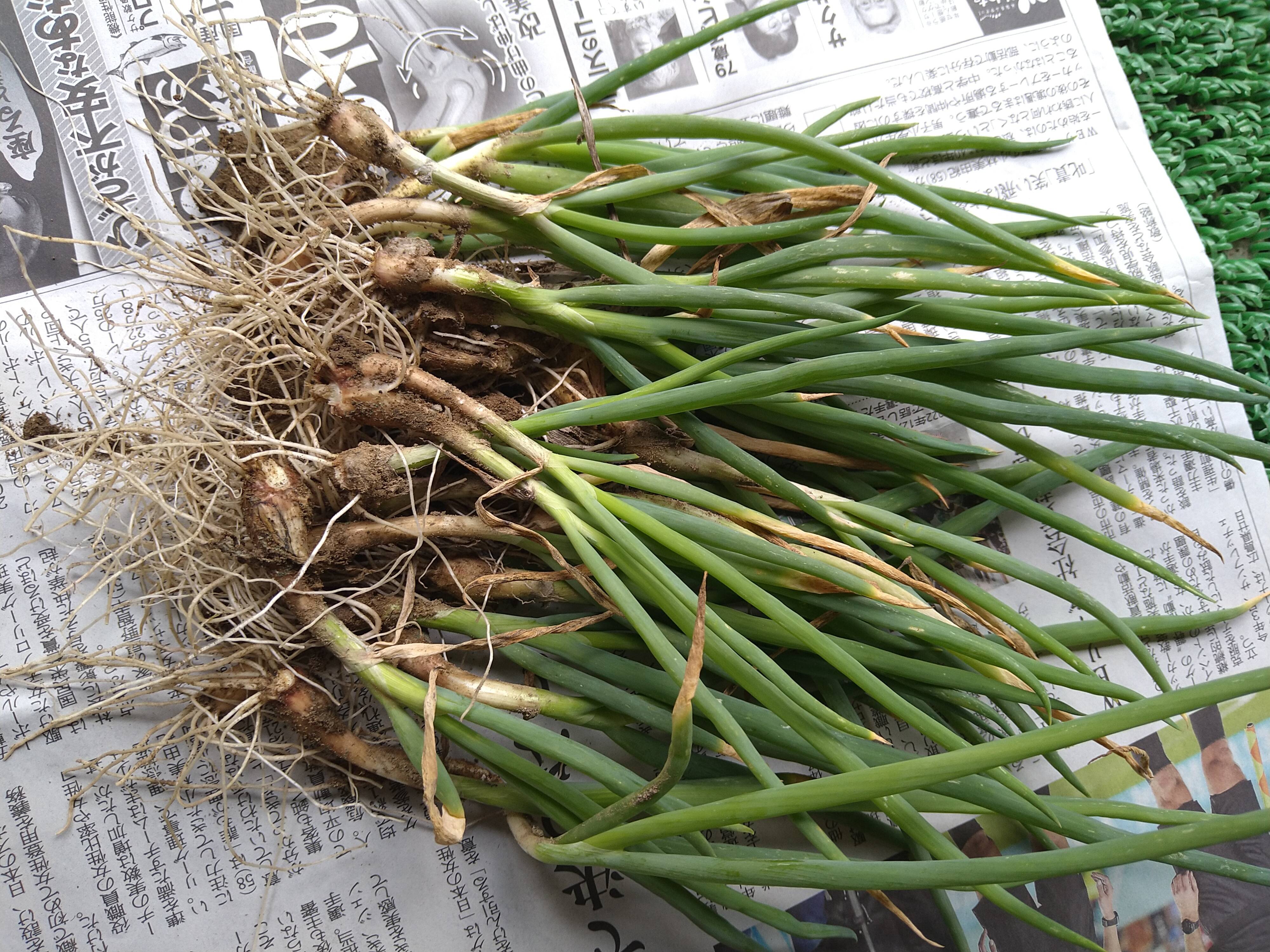 九条ねぎ長ネギ農薬不使用除草剤無し - 野菜