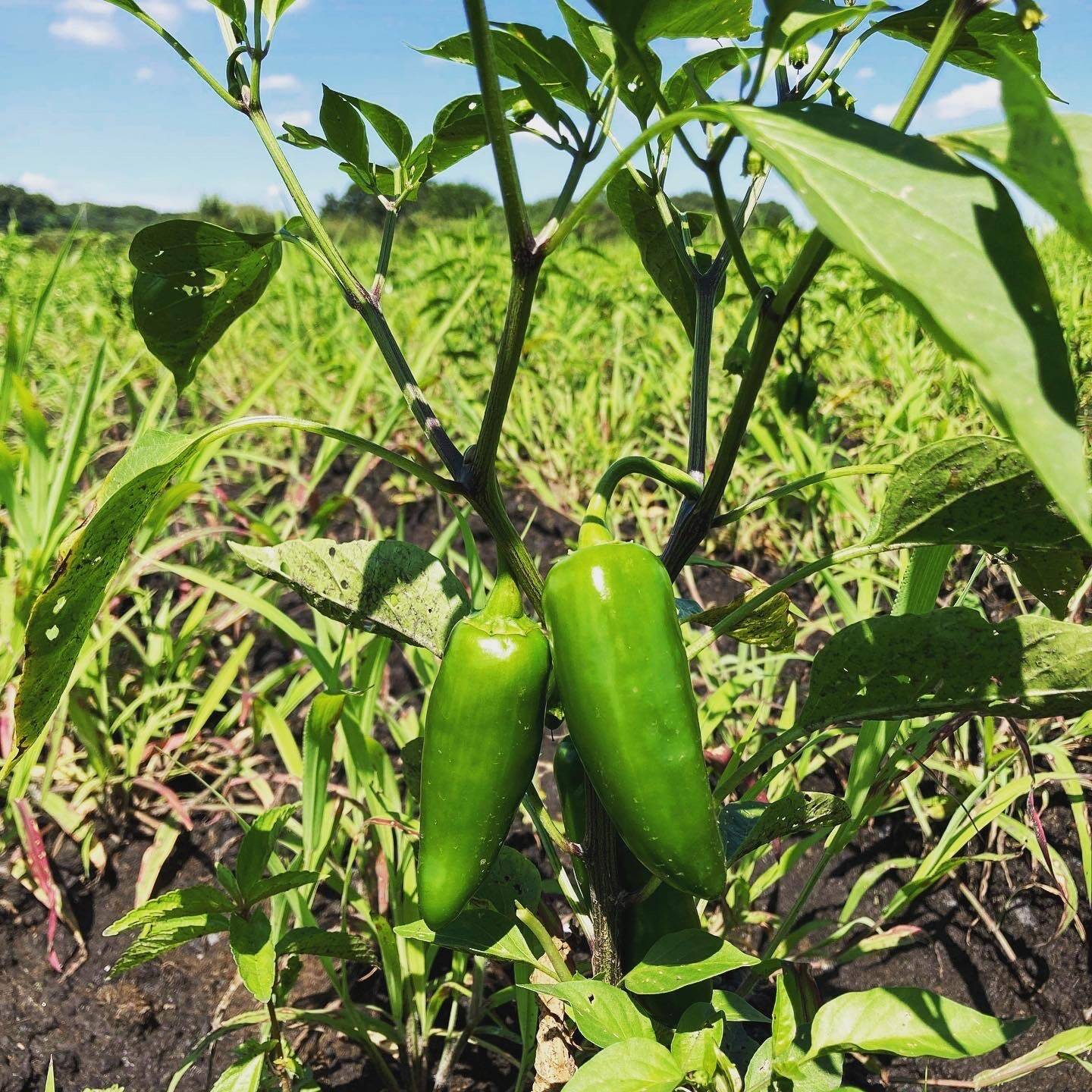 メキシコ系とうがらし🇲🇽🌶ハラペーニョ（200g）：埼玉県産のハラペーニョ｜食べチョク｜産地直送(産直)お取り寄せ通販 - 農家・漁師から旬の食材を直送～イメージ画像１～