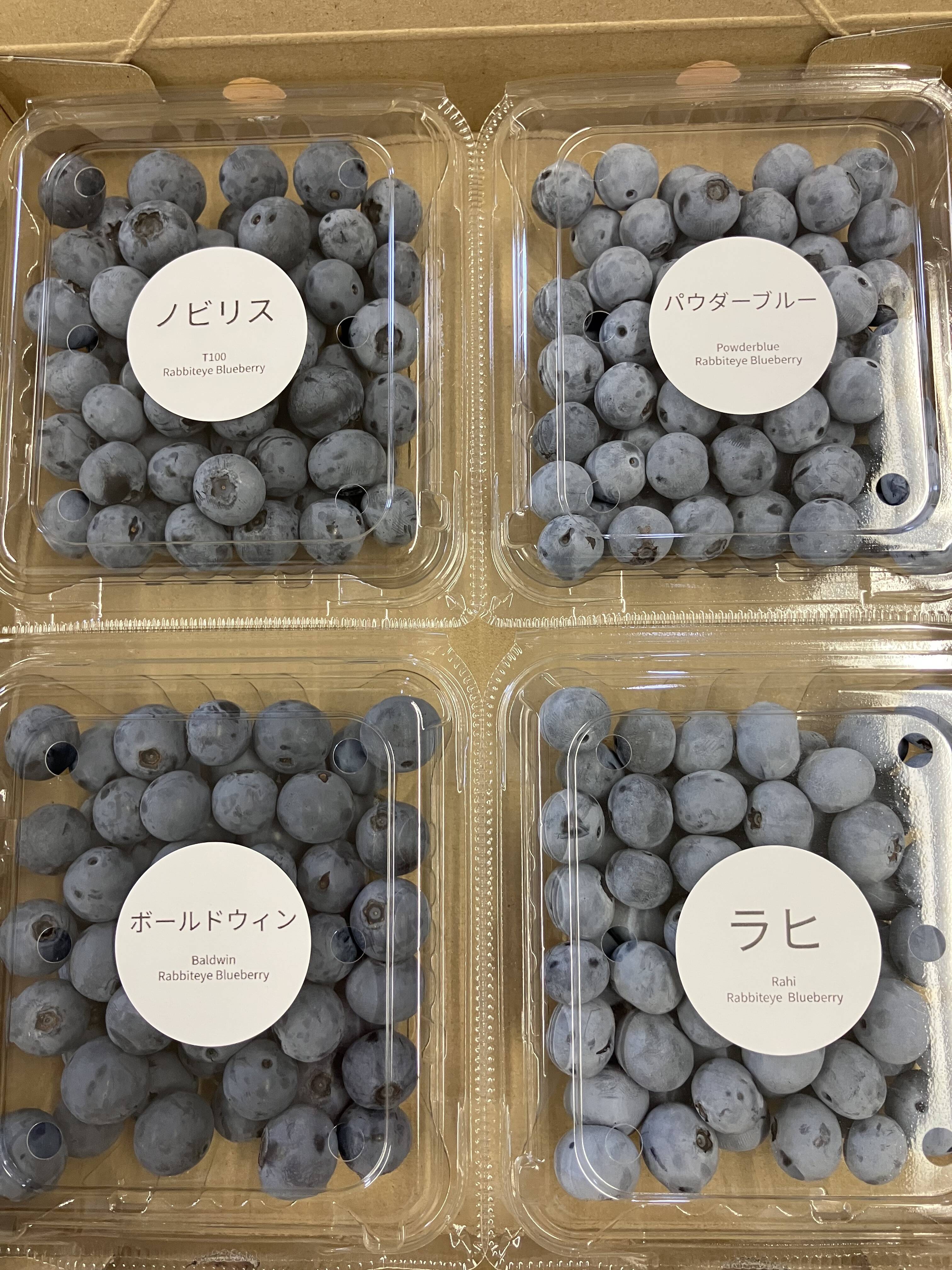 夏ギフト】4品種の食べ比べ！ 摘みたてブルーベリー！ 【埼玉県産】※生