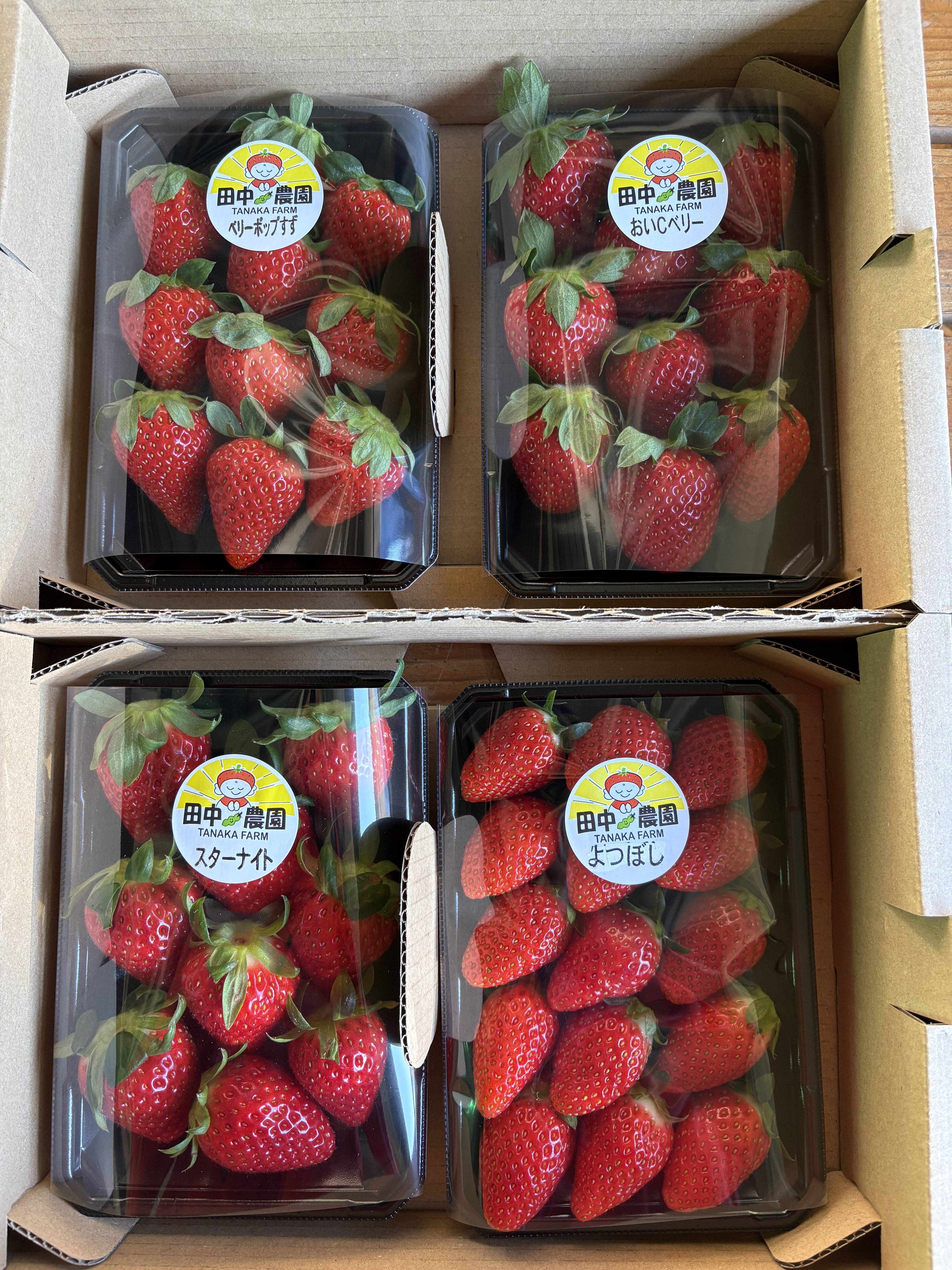 品種おまかせ】船橋産完熟いちご230g×4P：千葉県産のその他いちご