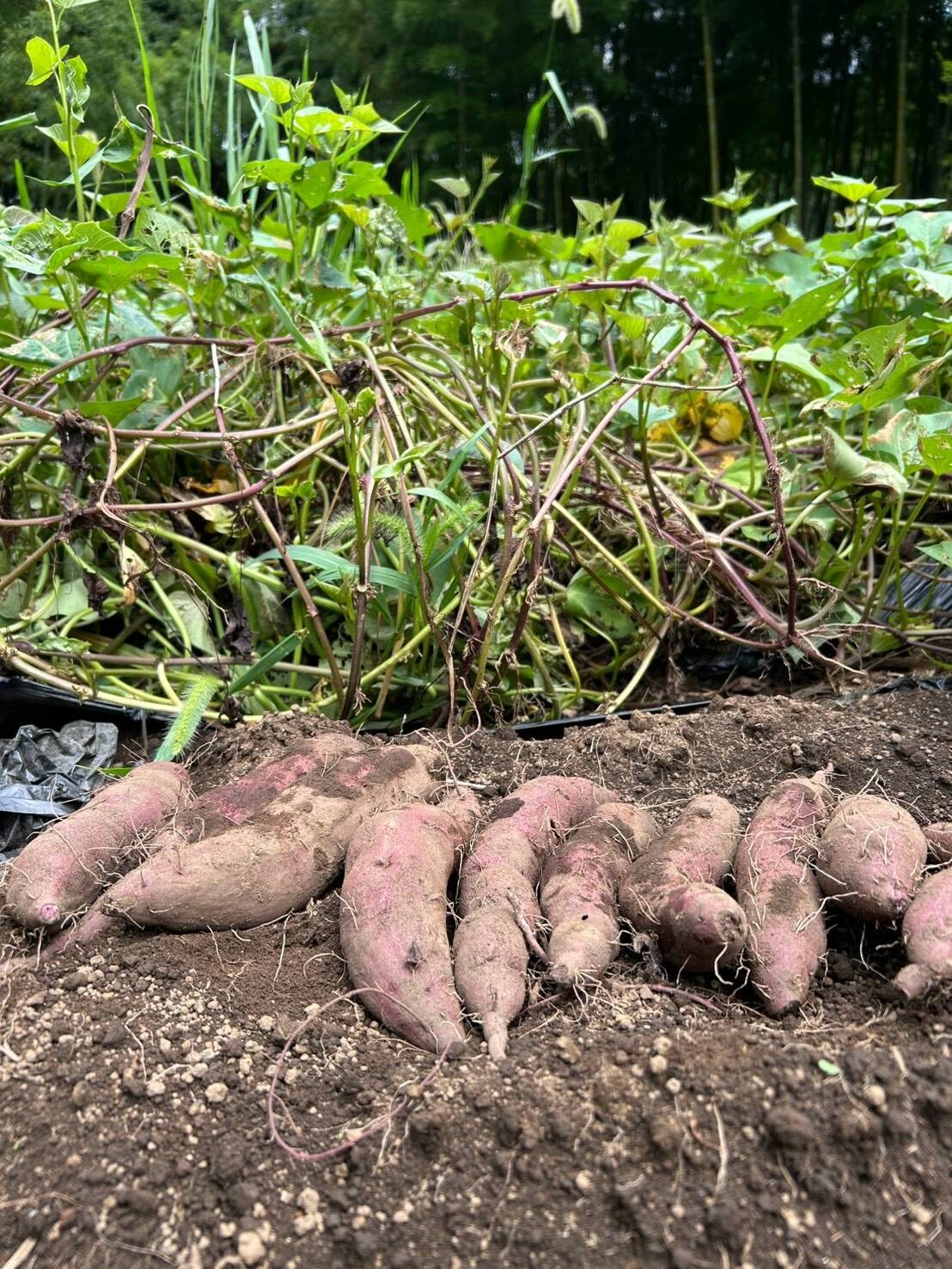鮮やか紫の新芋！】横浜産・自然栽培さつまいも「綾紫」5kg｜採れたて
