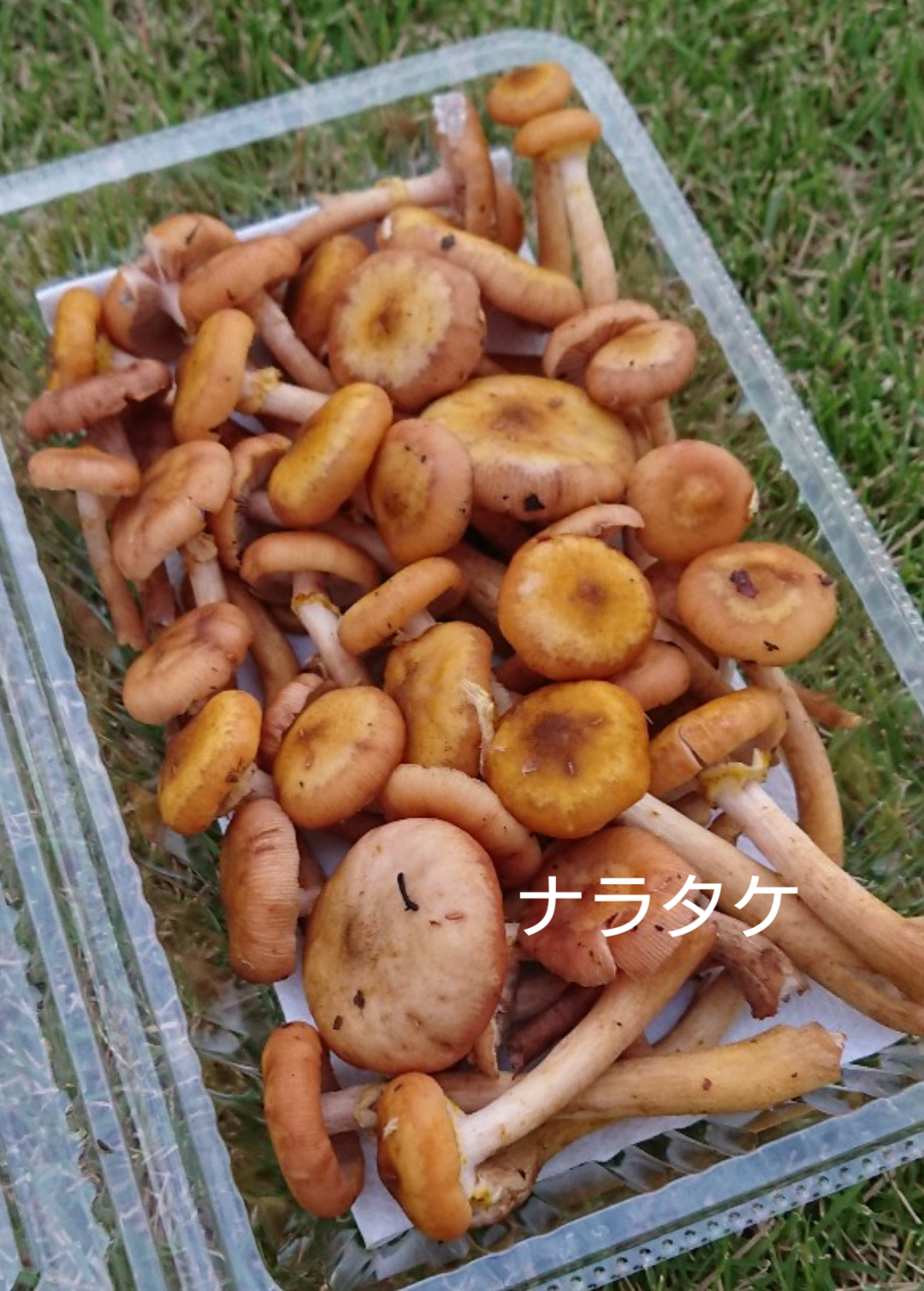 【期間限定】たっぷり量　みんな大好き！天然ナラタケ！お味噌汁やキノコ汁に最高（180g前後×２P）