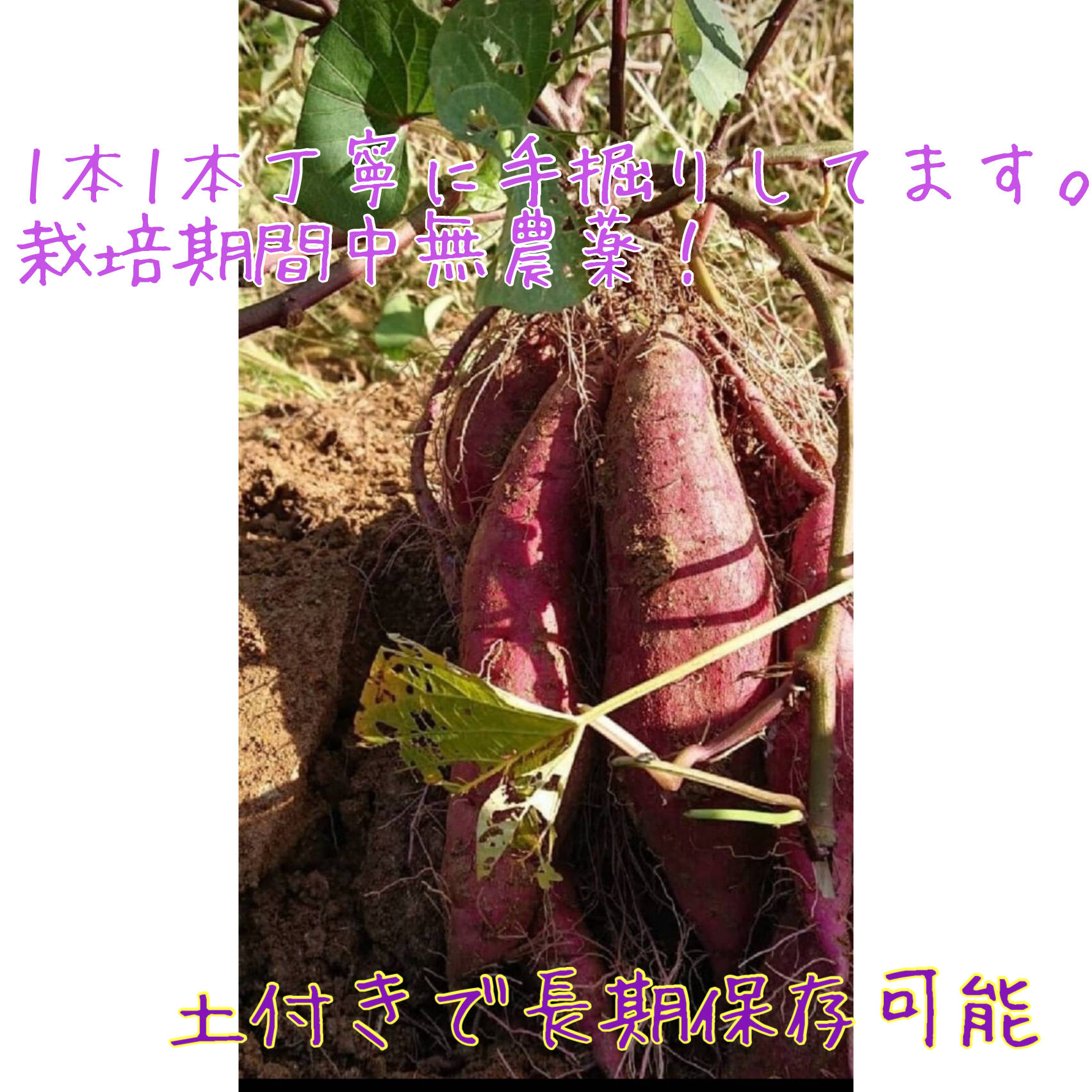 甘みたっぷり！熟成紅はるか 5kg：奈良県産のべにはるか｜食べチョク