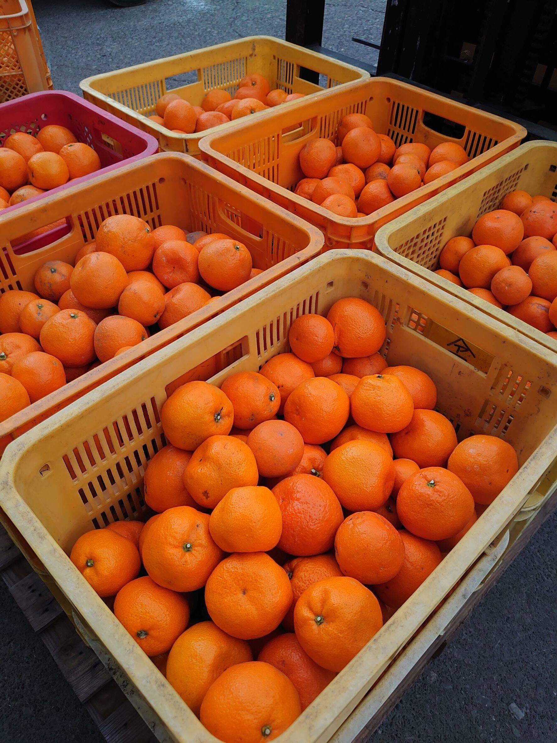 訳あり】完熟早生みかん 5㎏：和歌山県産のみかん・柑橘類｜食べチョク