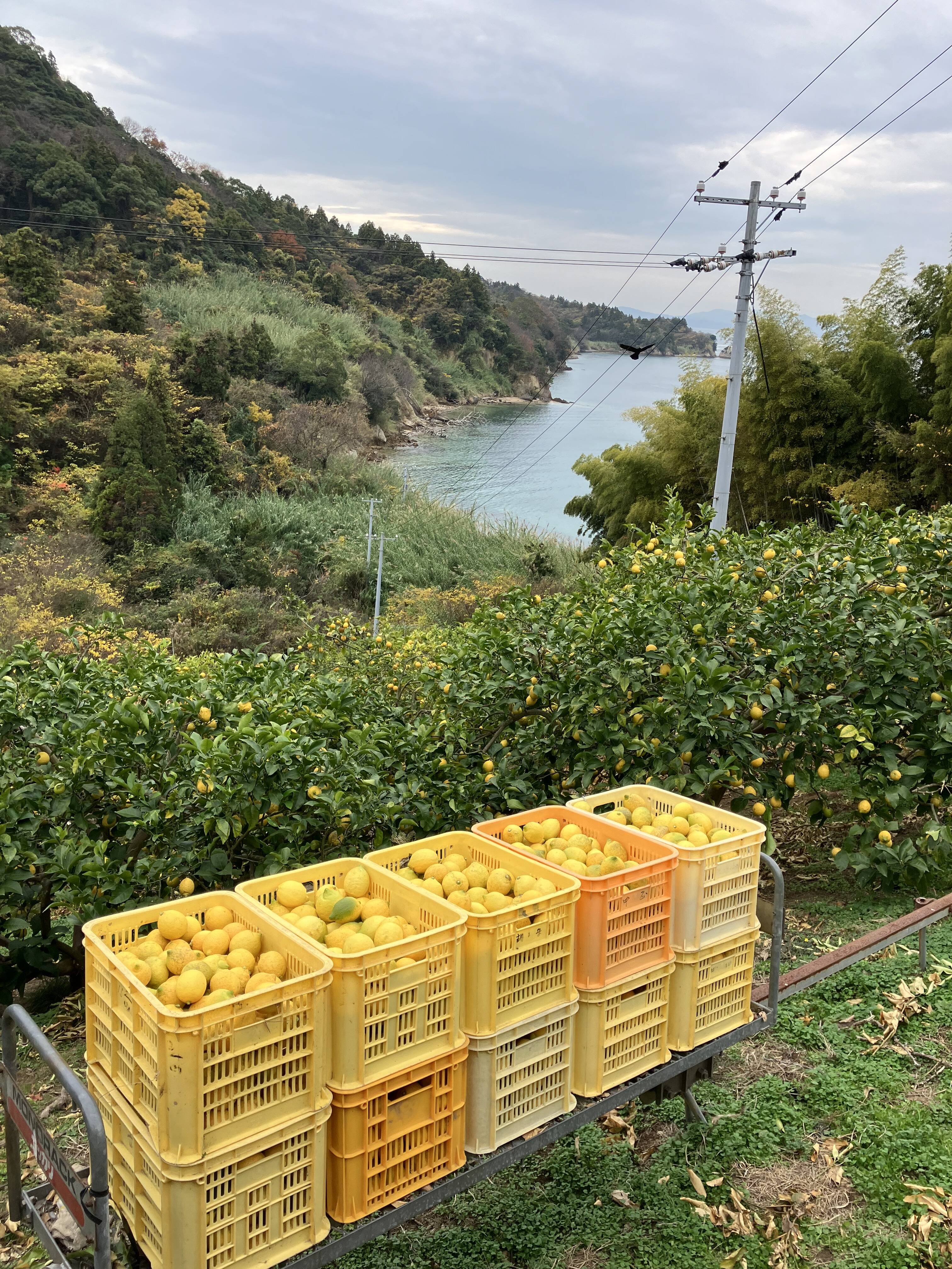 エビス農園へのレビュー・商品：広島県｜食べチョク｜産地直送(産直)お取り寄せ通販 - 農家・漁師から旬の食材を直送