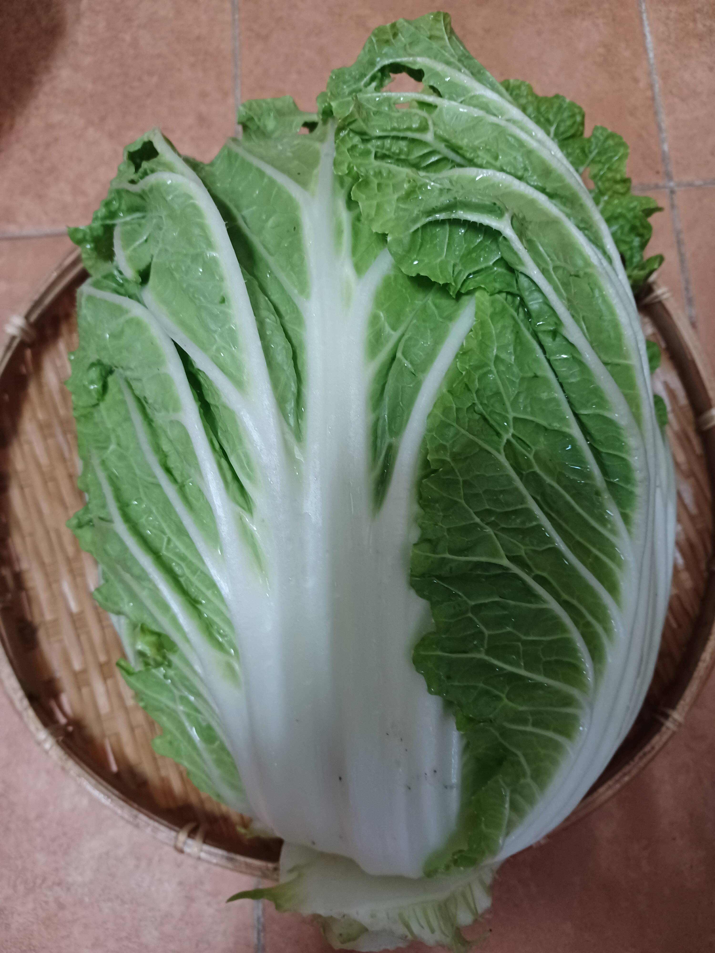 農薬不使用！白菜「きらぼし」1玉：長野県産のきらぼし｜食べチョク
