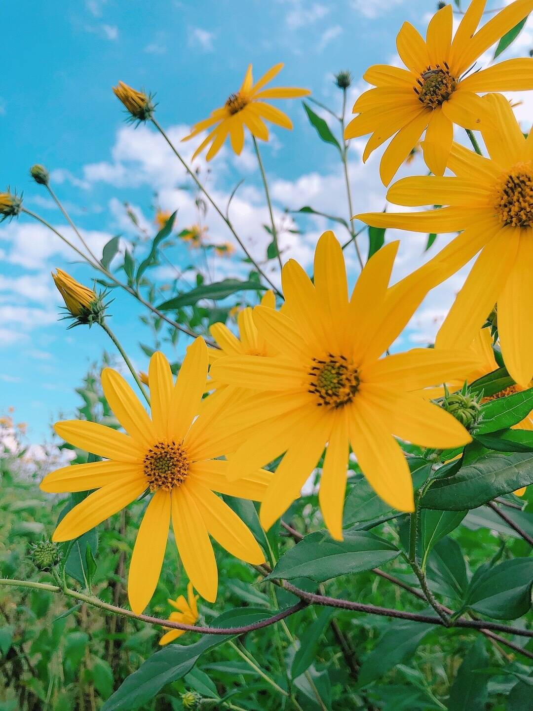 菊芋の花 食べチョク 産地直送 産直 お取り寄せ通販 農家 漁師から旬の食材を直送