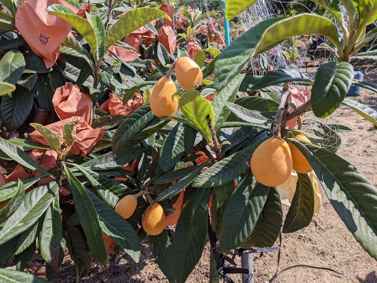 枇杷子 e4e7e7a992a7910cb1e1bb0747eea6