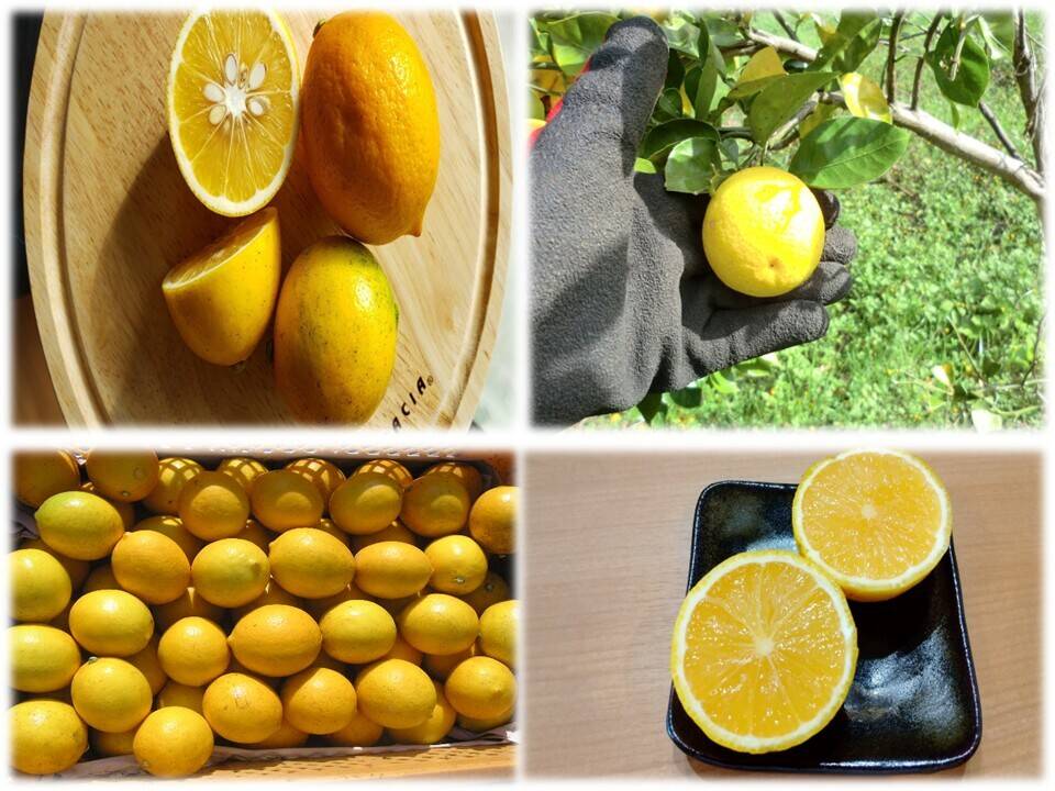 期間限定】2種の柑橘セット オレンジレモンと種なしカボス 農薬不使用