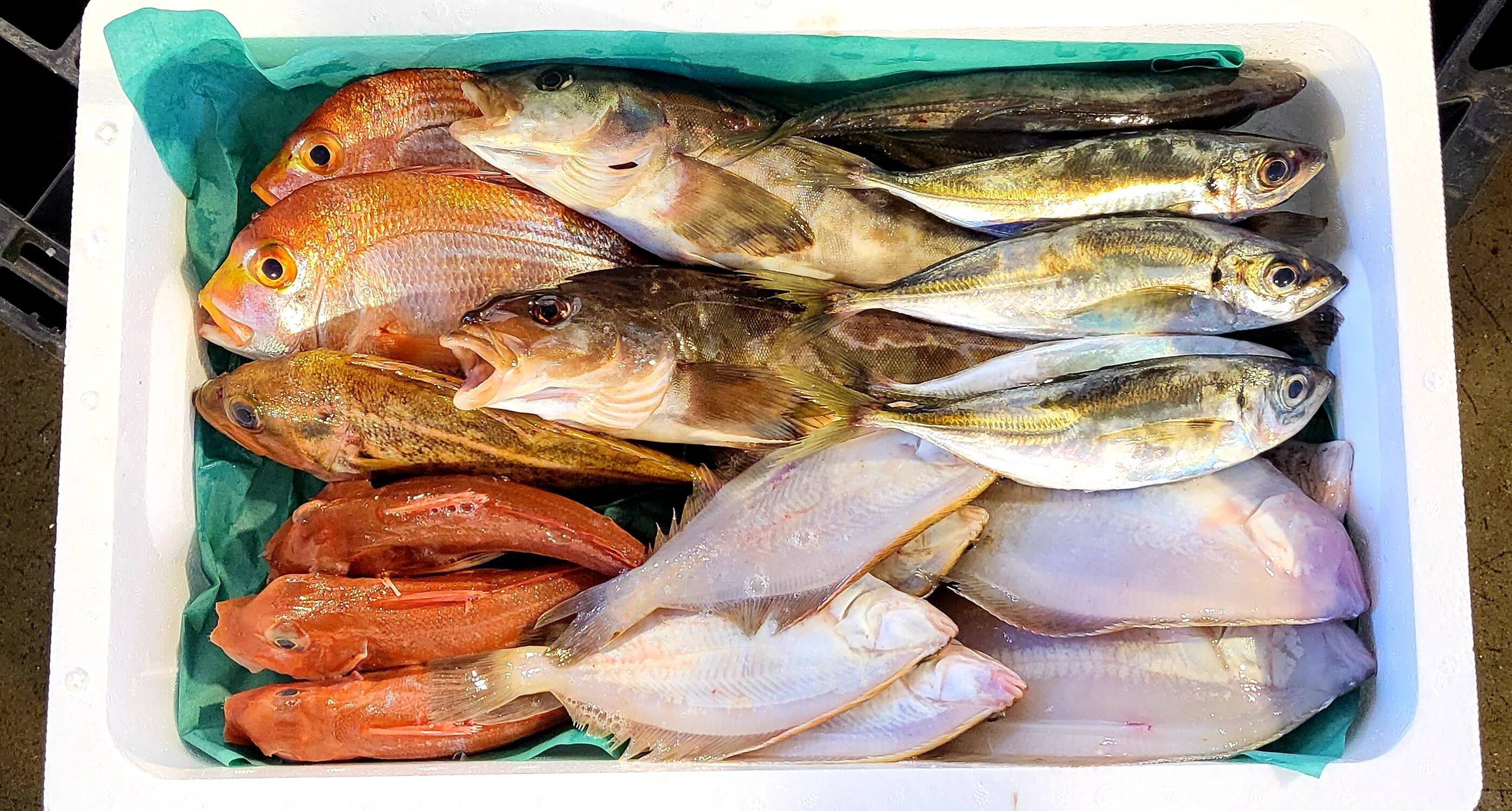 9月スタート！【最大1ヶ月待ちになります🙇】🐟未利用魚🐟️訳ありを