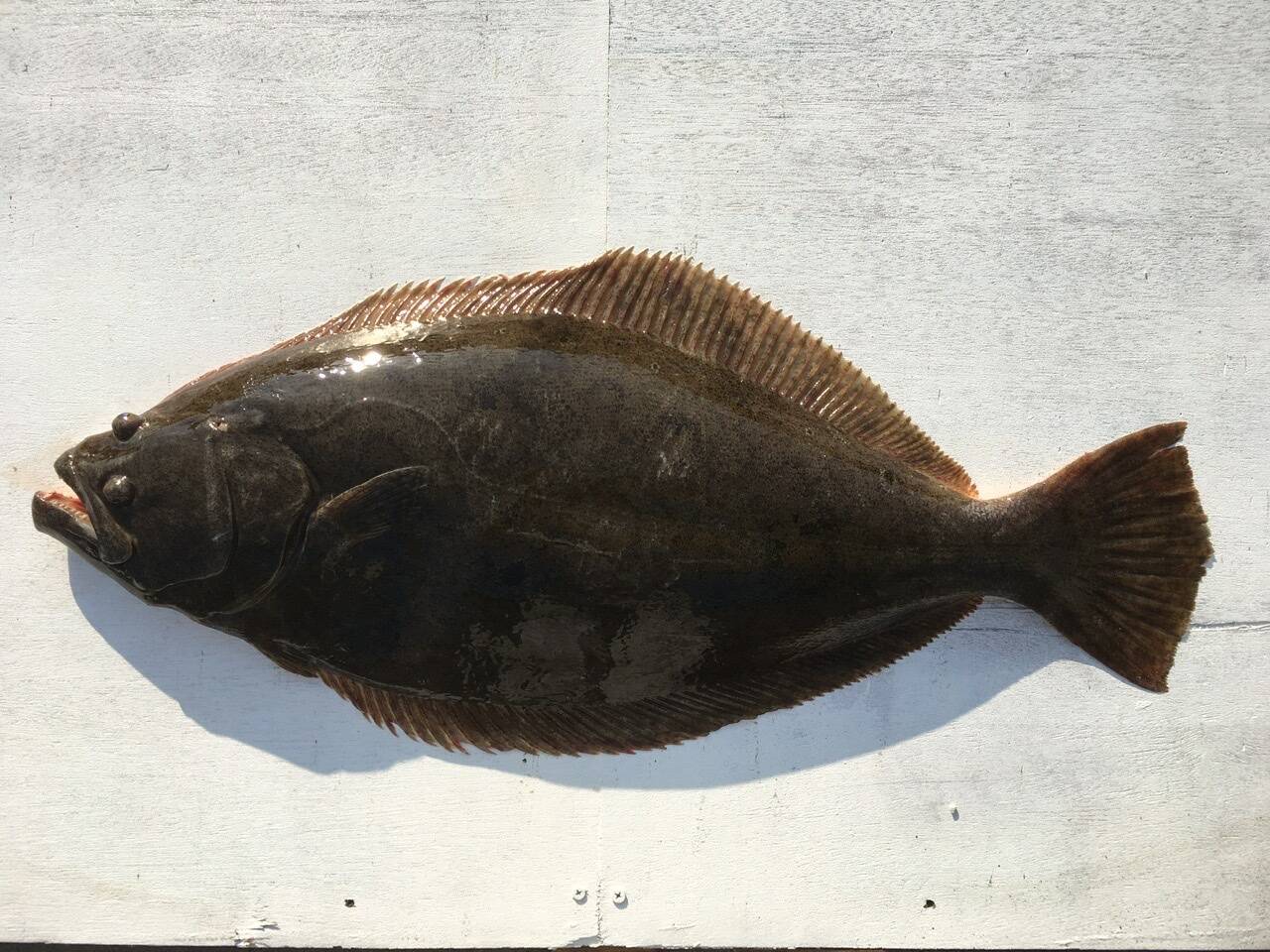 天然ヒラメ 超特大65ｃｍ 3 3kg 座布団鮃 即発送 香川県産の魚 食べチョク 産地直送 産直 お取り寄せ通販 農家 漁師から旬の食材を直送