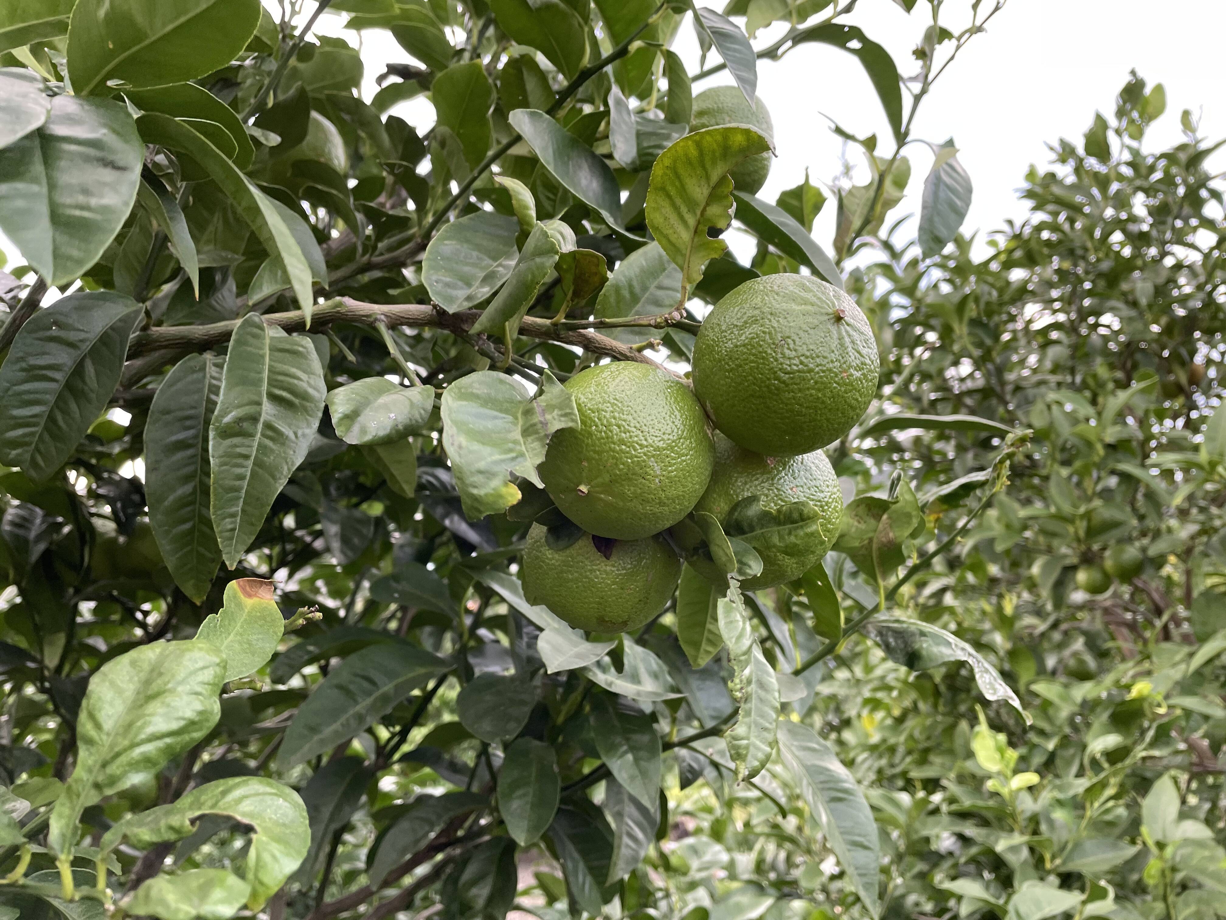 瀬戸内育ち！国産ベルガモット！(農薬・除草剤・化学肥料不使用