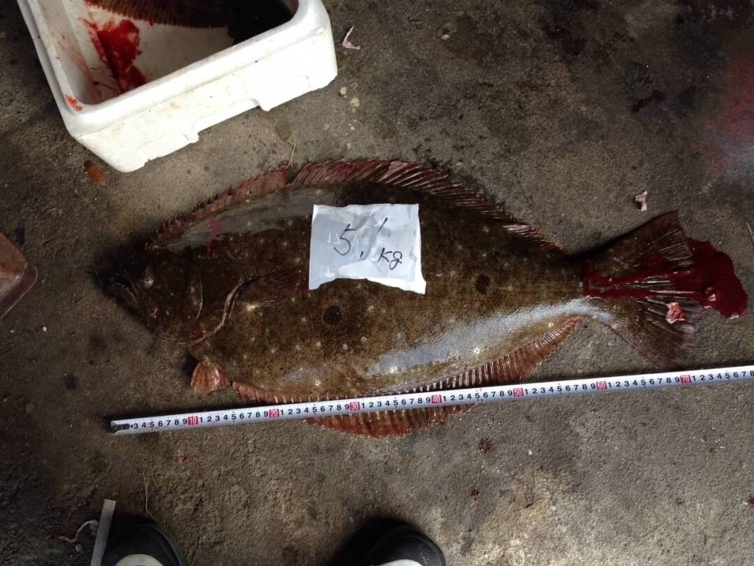 天然ヒラメ 60ｃｍ 2 8ｋｇ 即発送 香川県産 食べチョク 農家 漁師の産直ネット通販 旬の食材を生産者直送