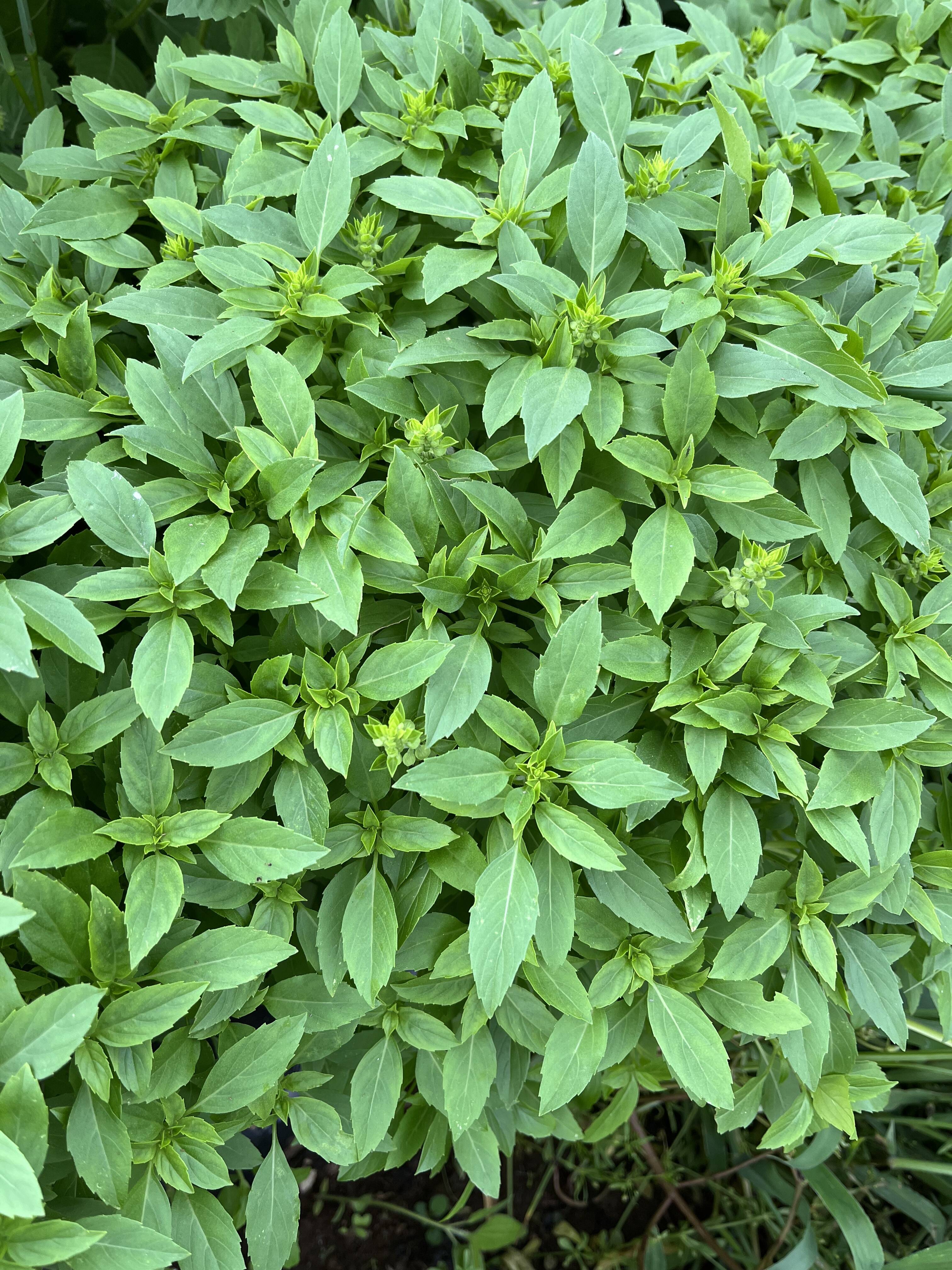 ブッシュバジル★100g 農薬も除草剤も消毒も化学肥料も不使用です:埼玉県産のバジル|食べチョク|産地直送(産直)お取り寄せ通販 農家