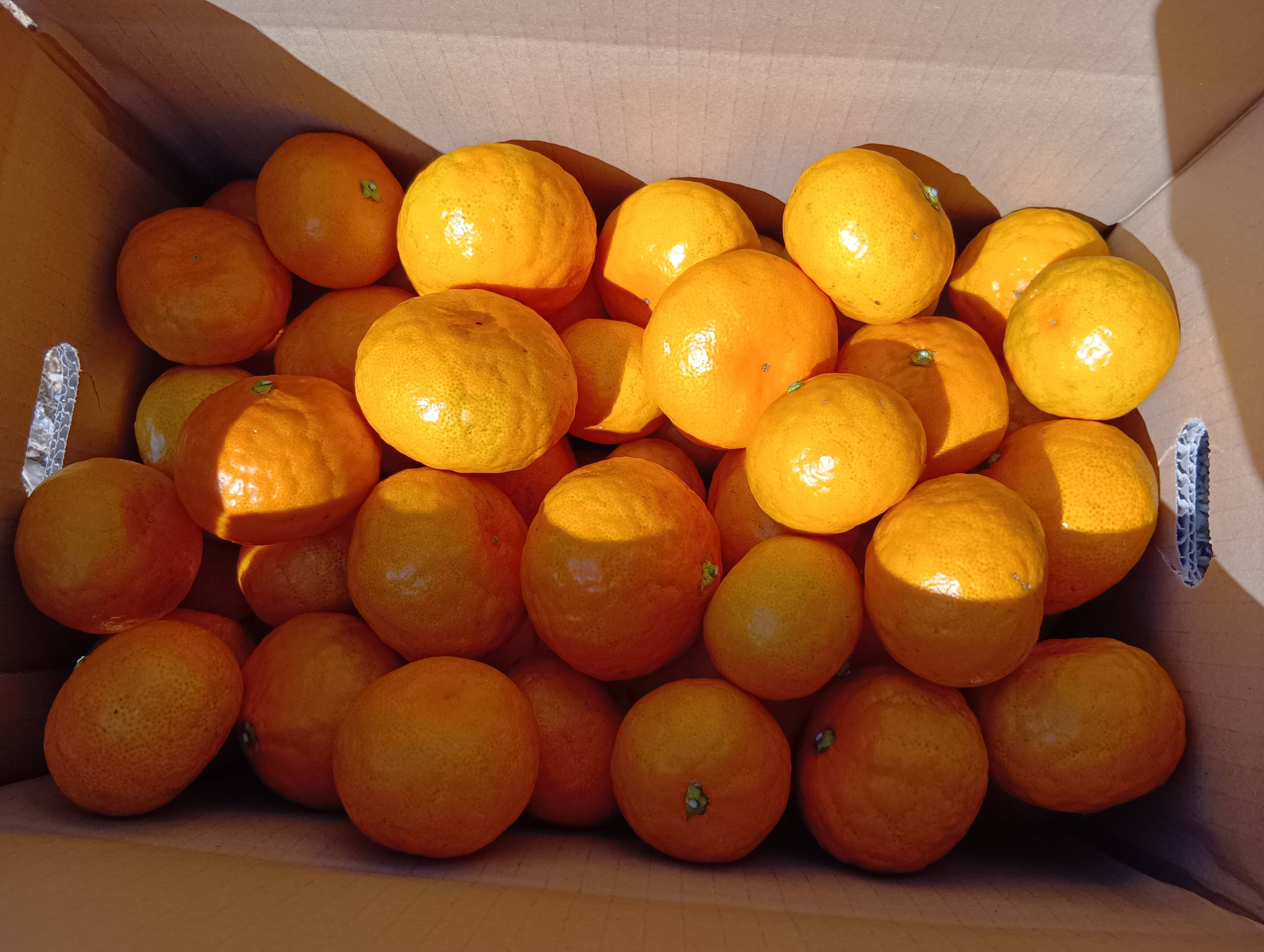 福袋】自慢の一品 甘い早生 みかん 5kg 第4回みかん選手権 入賞