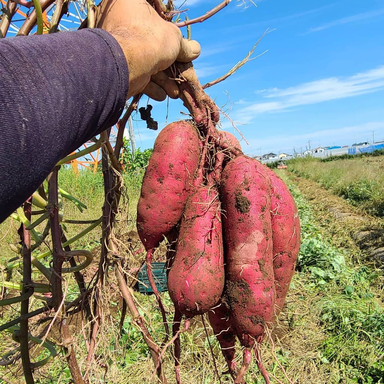 こまごさま専用 80kg 紅あずま BCミックス - 野菜