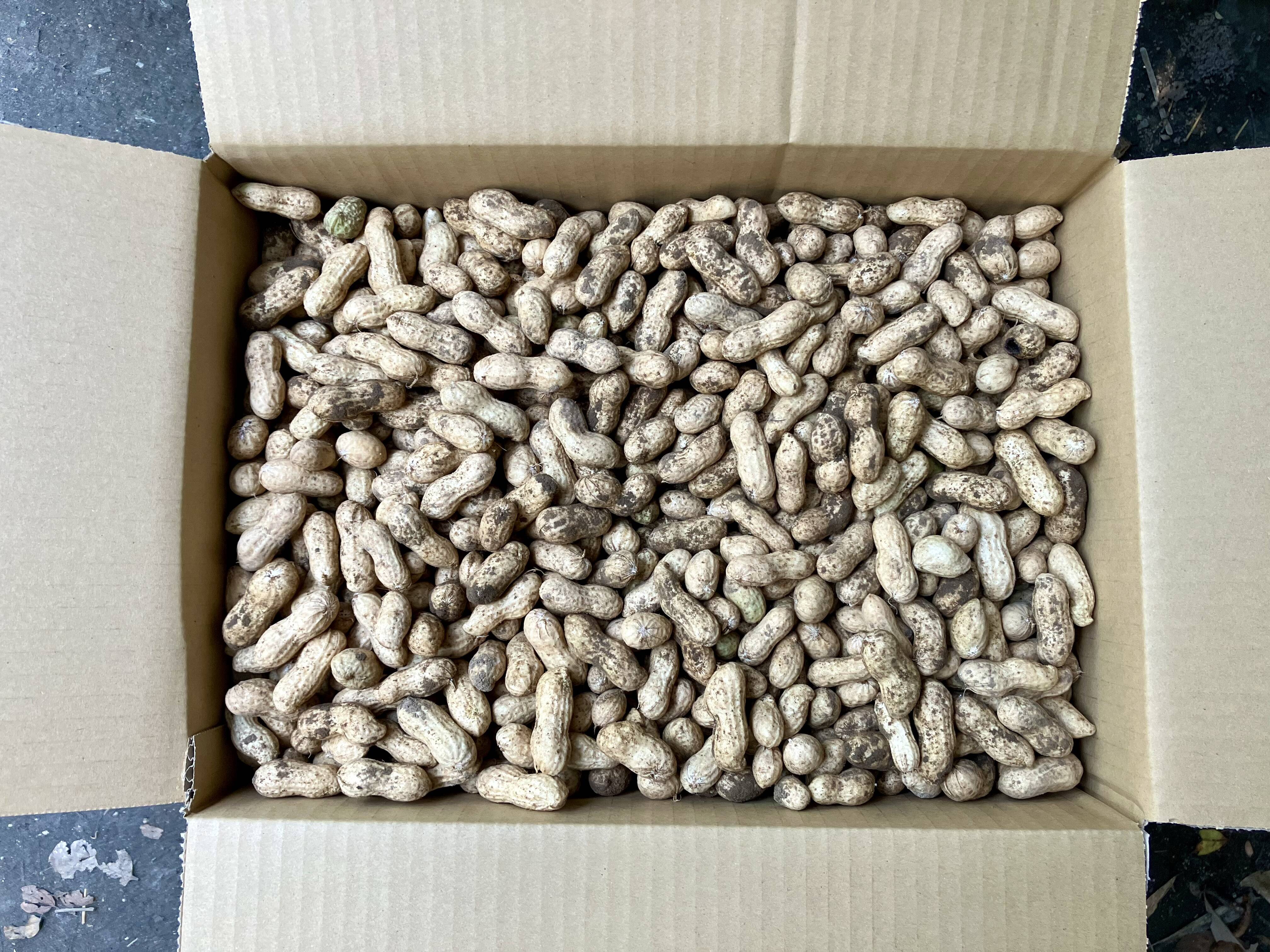 【鹿児島産】甘塩生落花生箱込み5キロ^_^ 鹿児島産】甘塩生落花生箱込み5キロ^_^：鹿児島県産のその他落花生