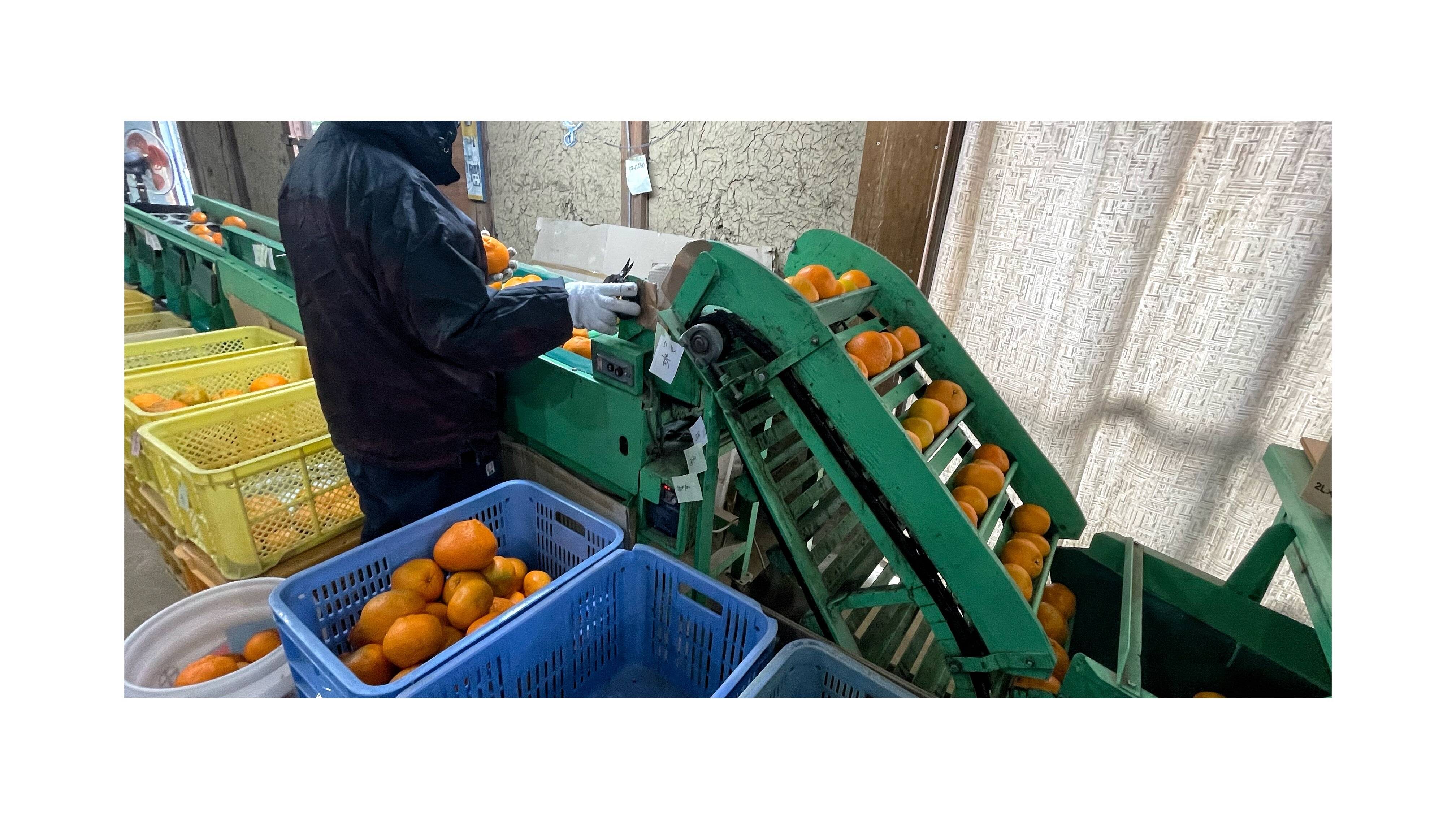 選果機｜食べチョク｜産地直送(産直)お取り寄せ通販 - 農家・漁師から