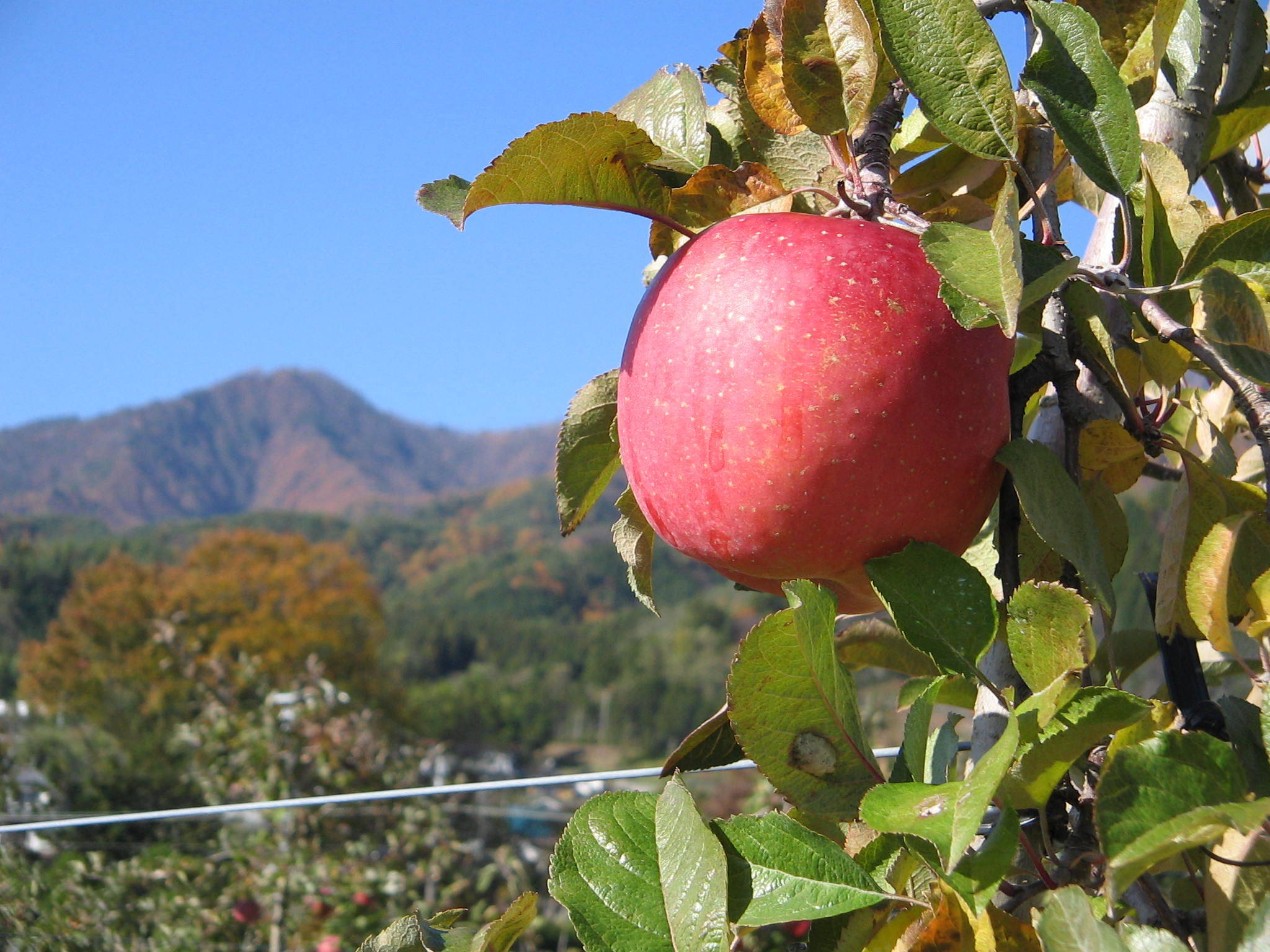 予約販売・数量限定】長野県産りんご5㎏（サンふじ）（12月発送
