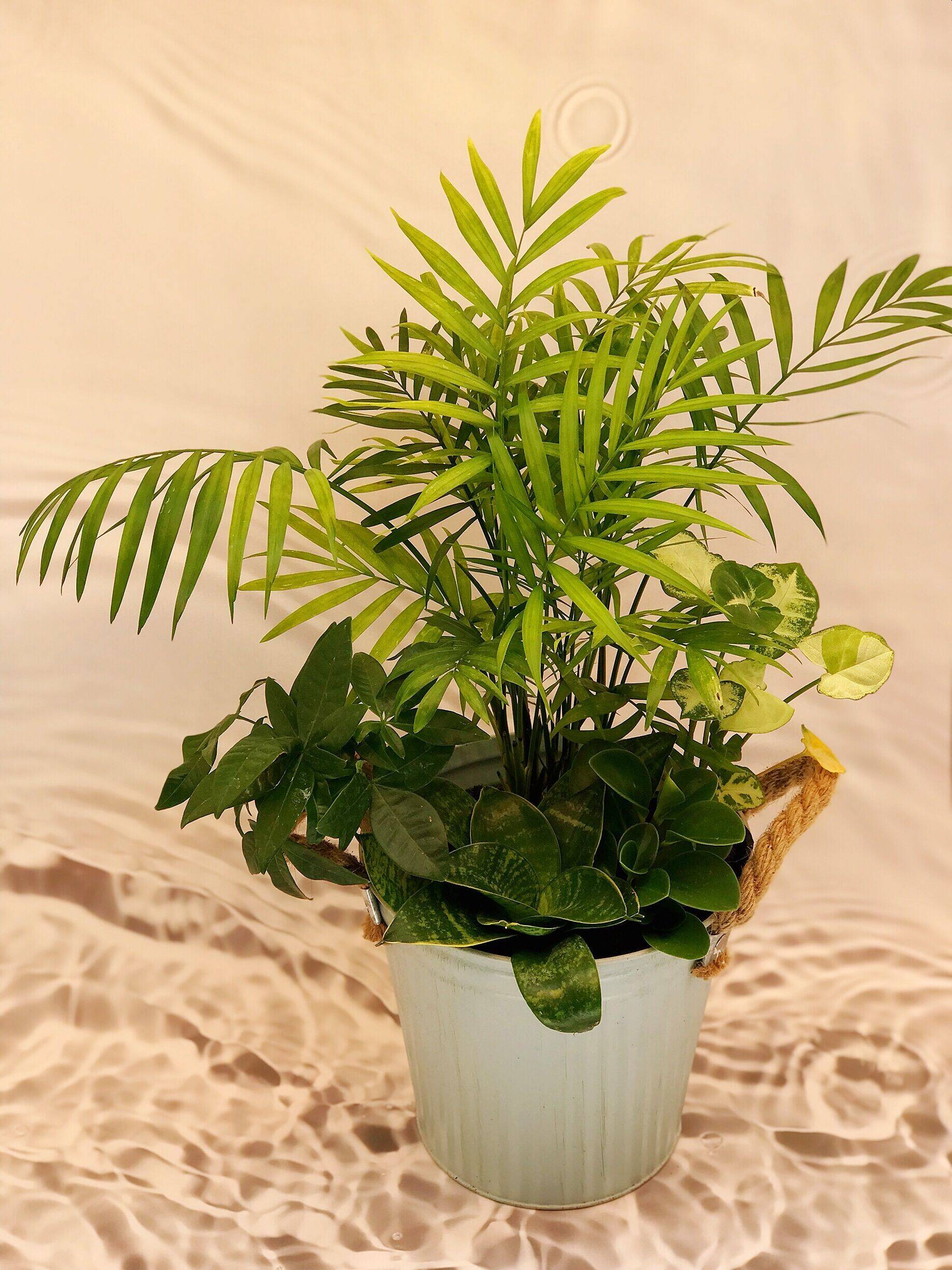 【訳ありお値引品】幸せ運ぶ青い鳥 ❁⃘*.゜ 寄せ植え e57577f5228bb5742589646e8493e4