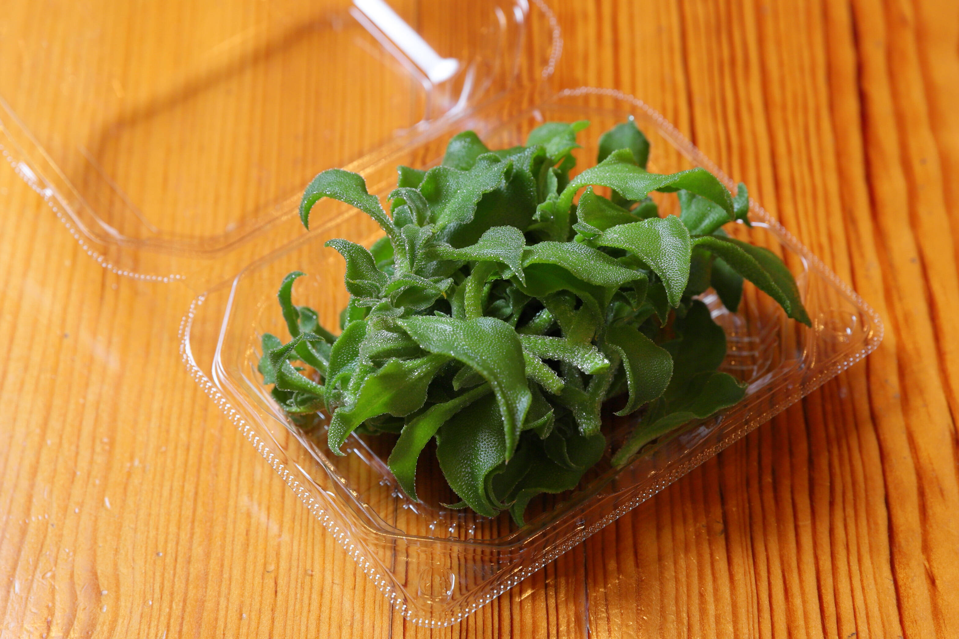 新食感 キラキラプチプチのアイスプラント ほんのり塩味でお酒の肴にもオススメ 葉ごころアイスプラント 10パック 兵庫県産 食べチョク 農家 漁師の産直ネット通販 旬の食材を生産者直送