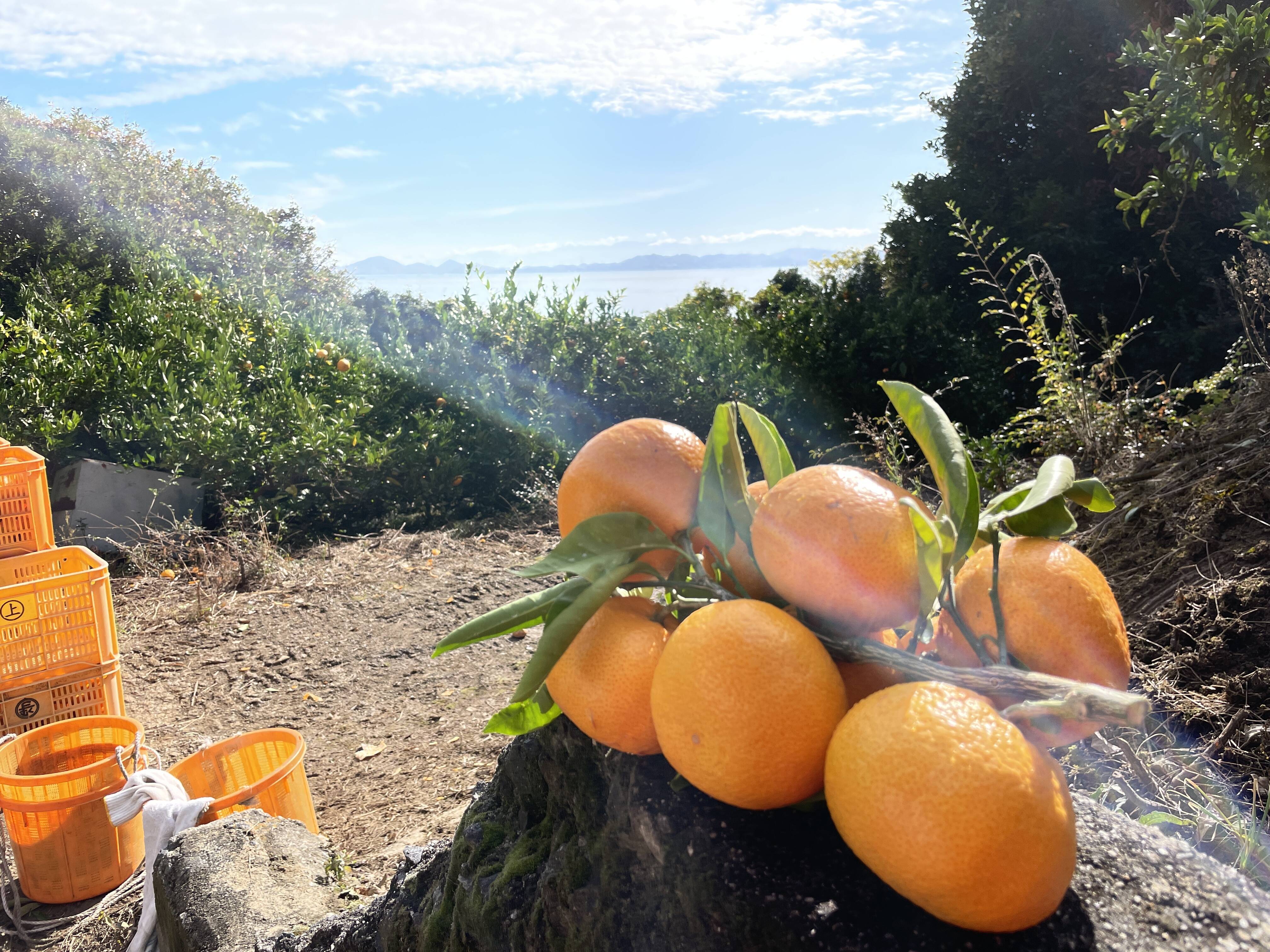 太陽と潮風が育てた、自然のままの甘み】完熟大長みかん3kg：広島県産