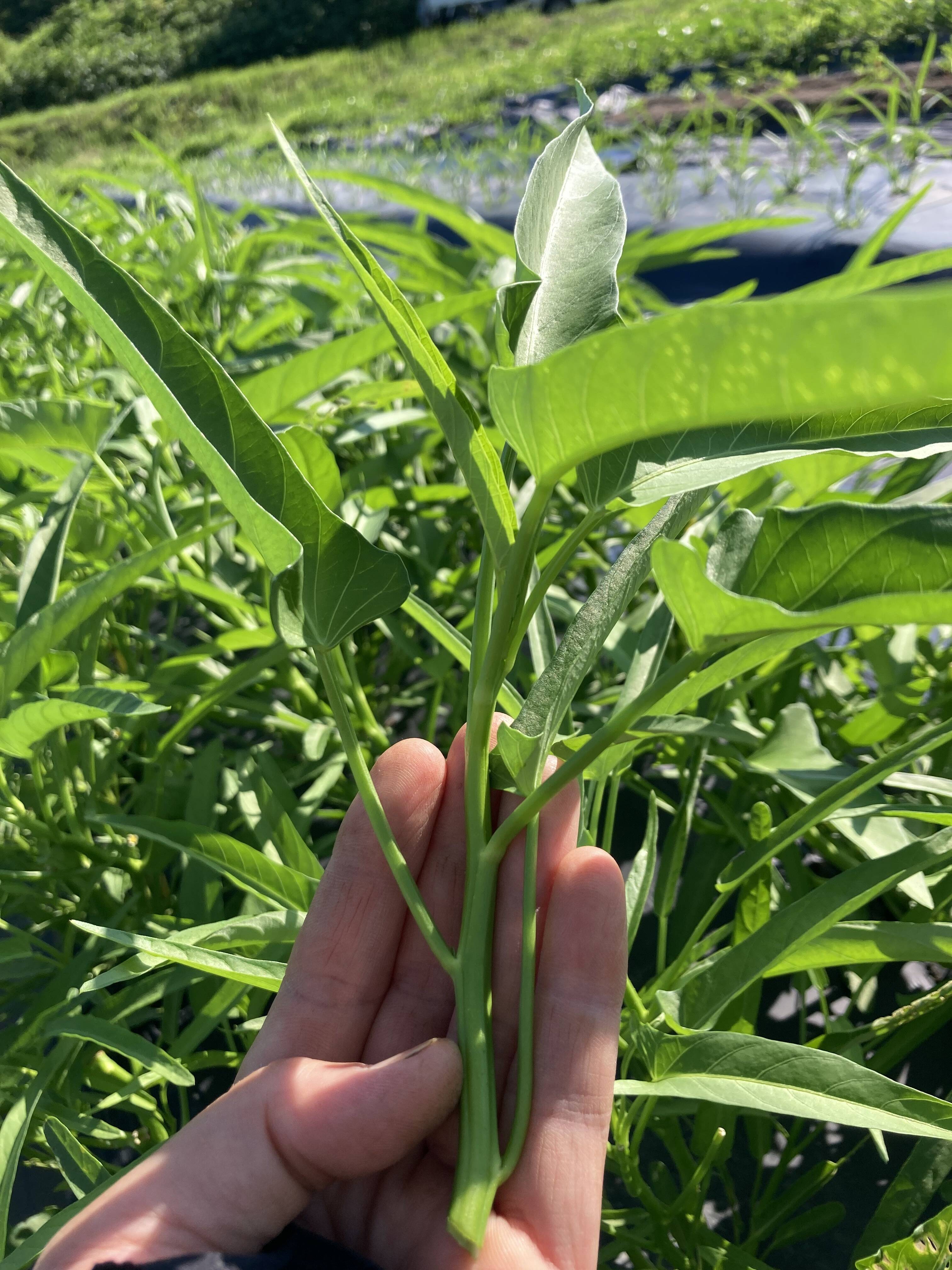 シャキシャキ食感！空芯菜500g：大分県産の野菜｜食べチョク｜産地直送