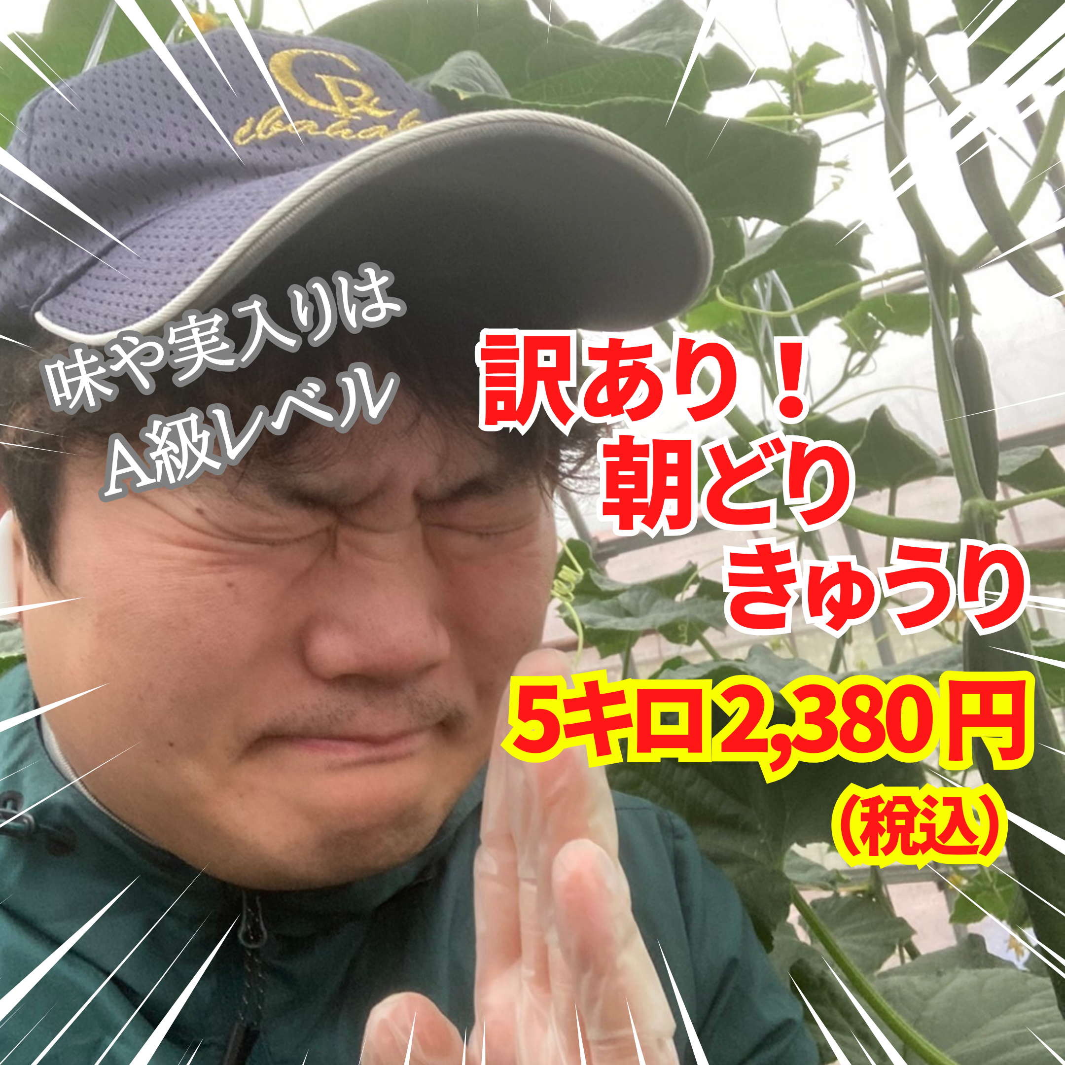 味や実入りはA級品】きゅうり社長の朝どれ新鮮きゅうり！埼玉本庄産