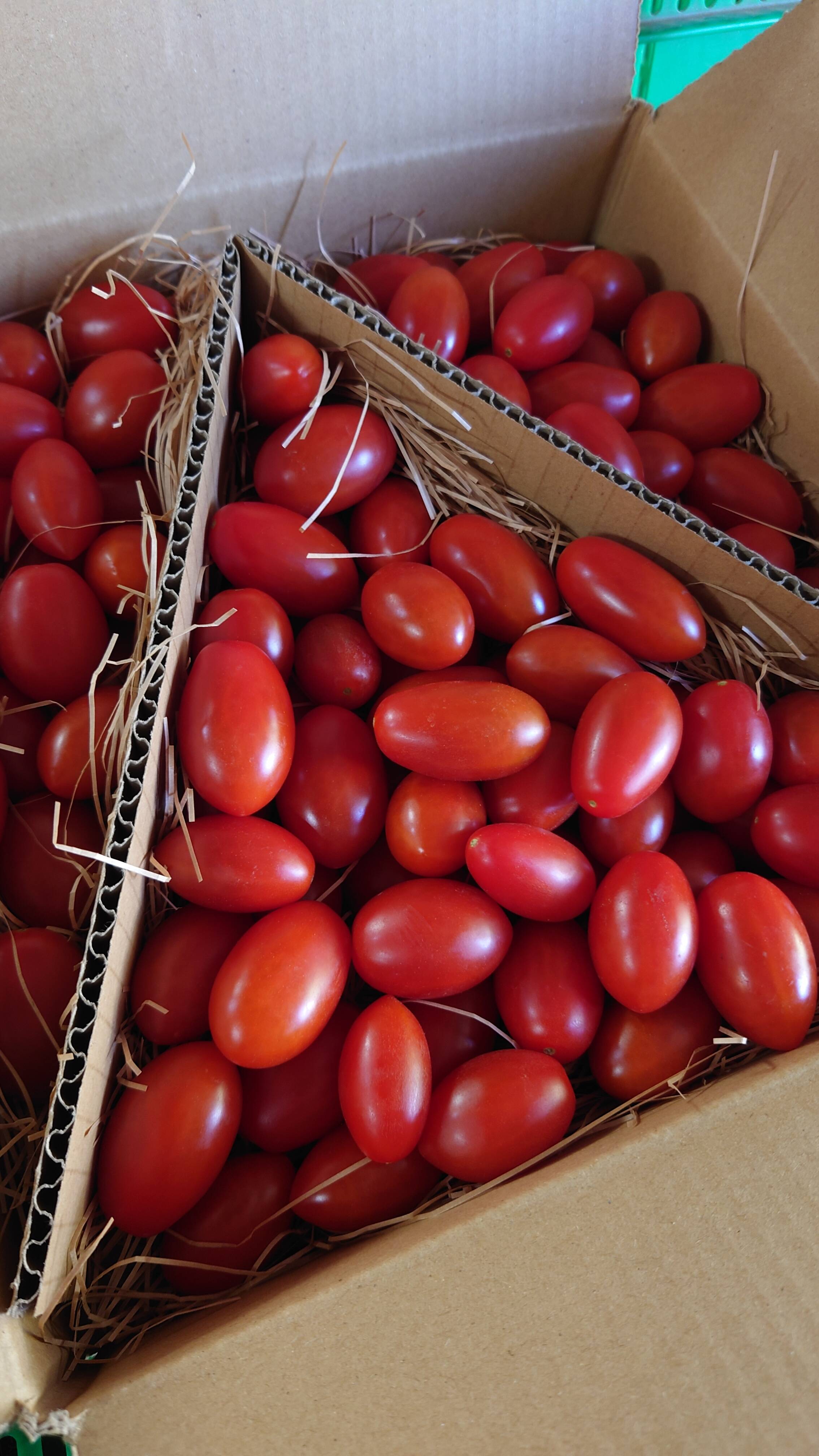 これがトマト？！』フルーツミニトマト （1．2kg）はじける