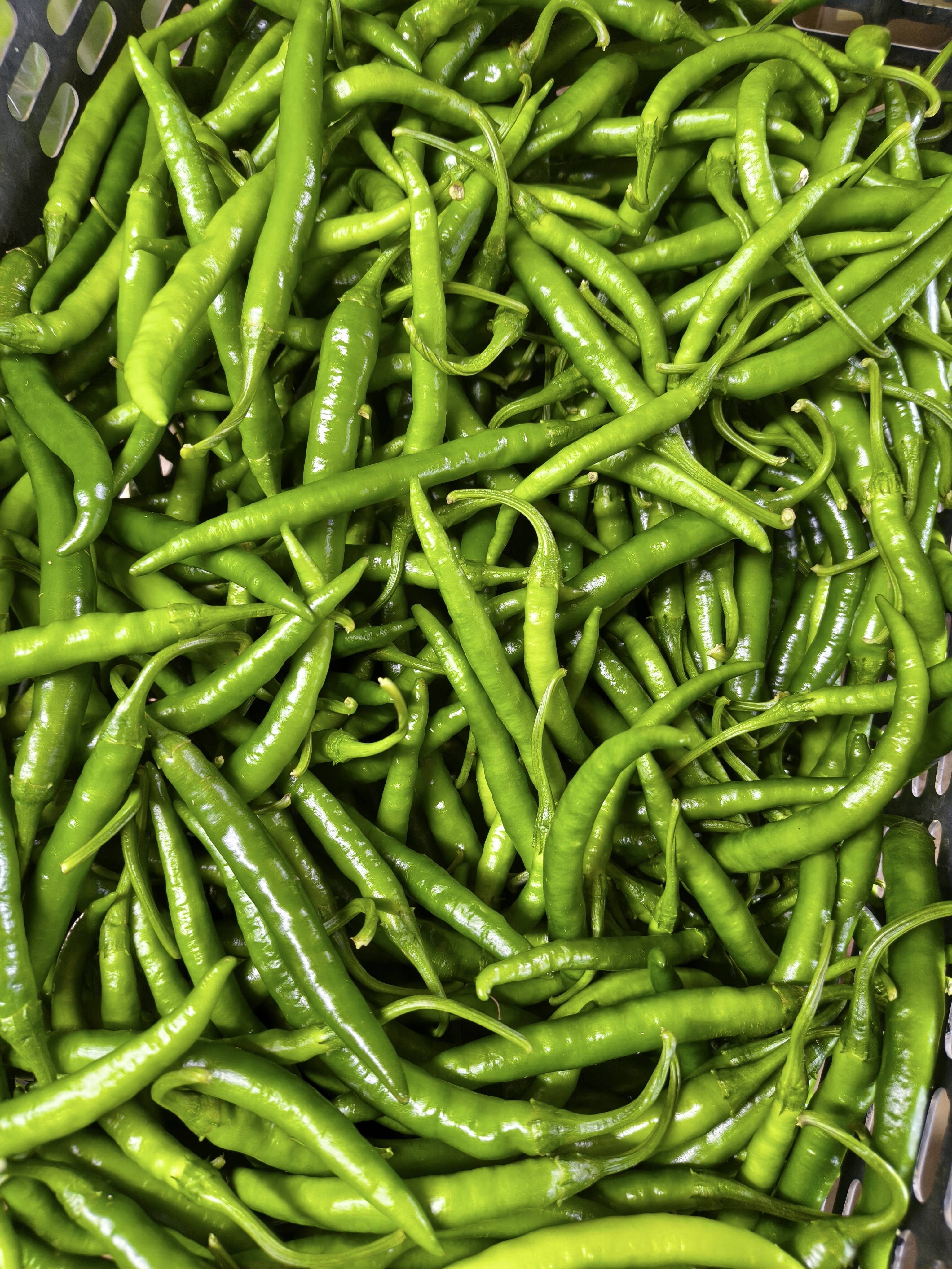 青とうがらし 500g：茨城県産のその他唐辛子｜食べチョク｜産地直送