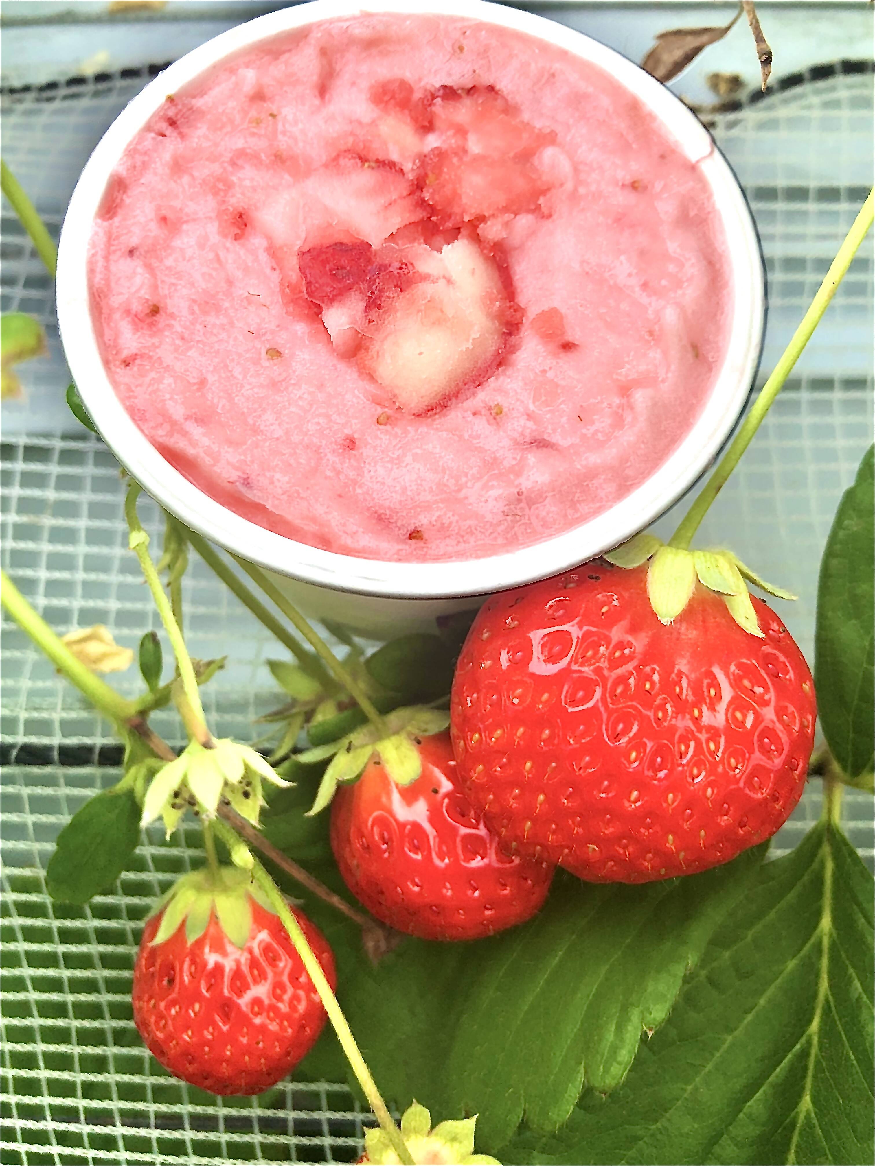 熊本阿蘇 果樹園直送‼︎農薬不使用いちごのジェラート【12個】贈り物に