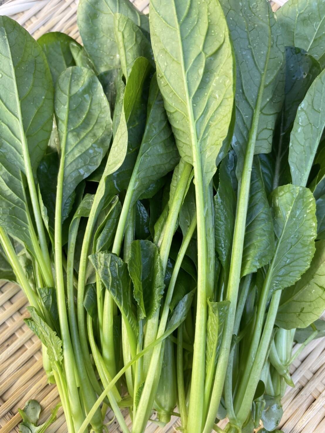 丹波産‼️】新鮮小松菜80サイズの箱に詰めてお届け❗️クール便希望の