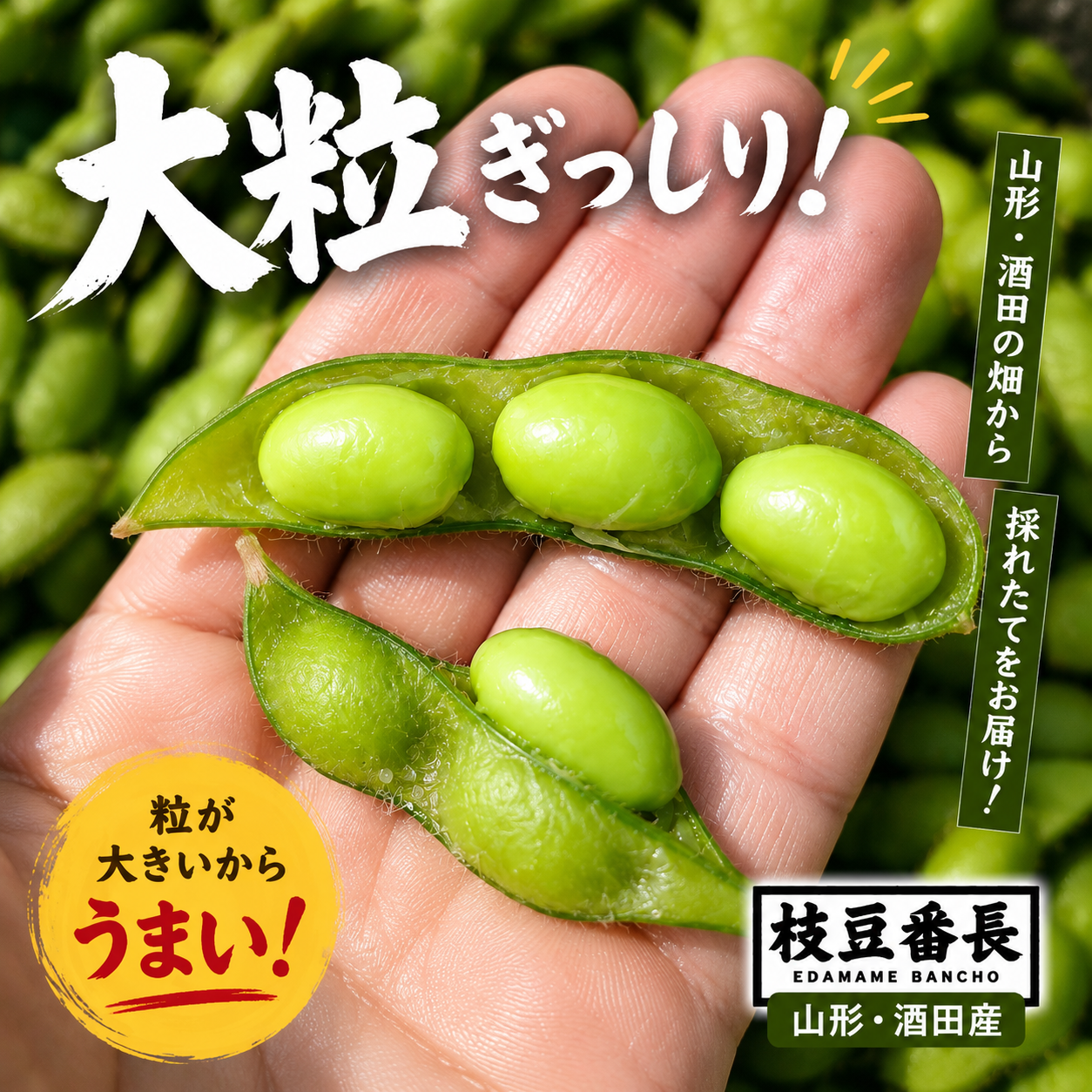 第4弾！噛むほど旨い、濃い味枝豆が登場：山形県産のその他枝豆｜食べ