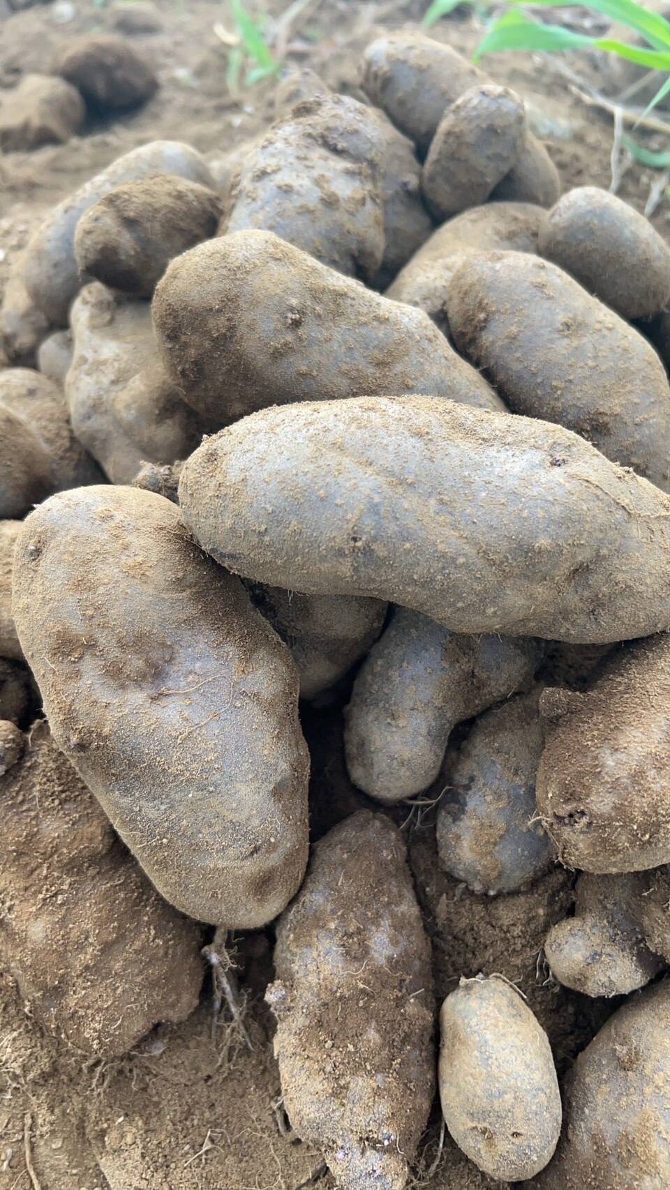 自然栽培】千葉県産じゃがいも（シャドークイーン）1.5Kg：千葉