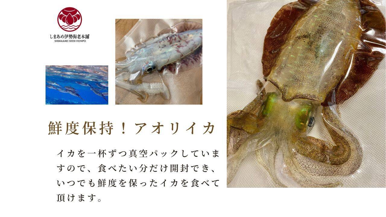 獲れたて新鮮】長崎五島産・アオリイカ500g（冷凍）漁師直送・獲れ次第