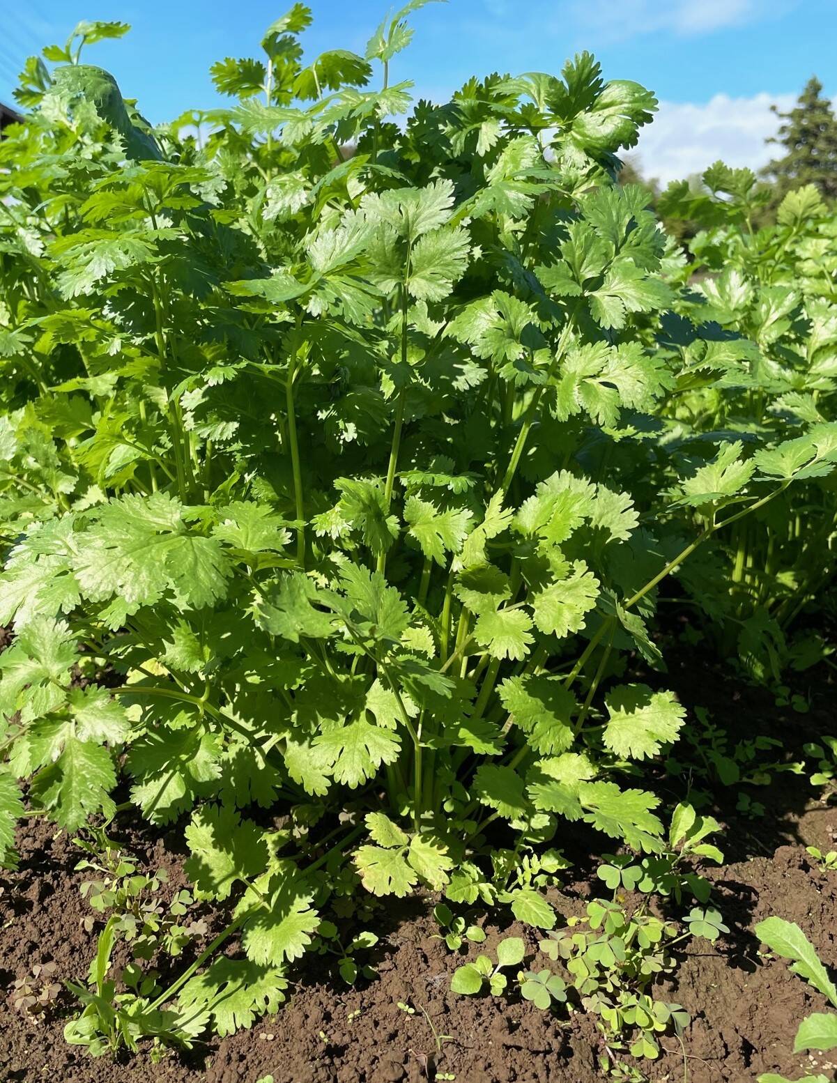 タイ野菜の代表格！ パクチー （1kg）：千葉県産のその他パクチー