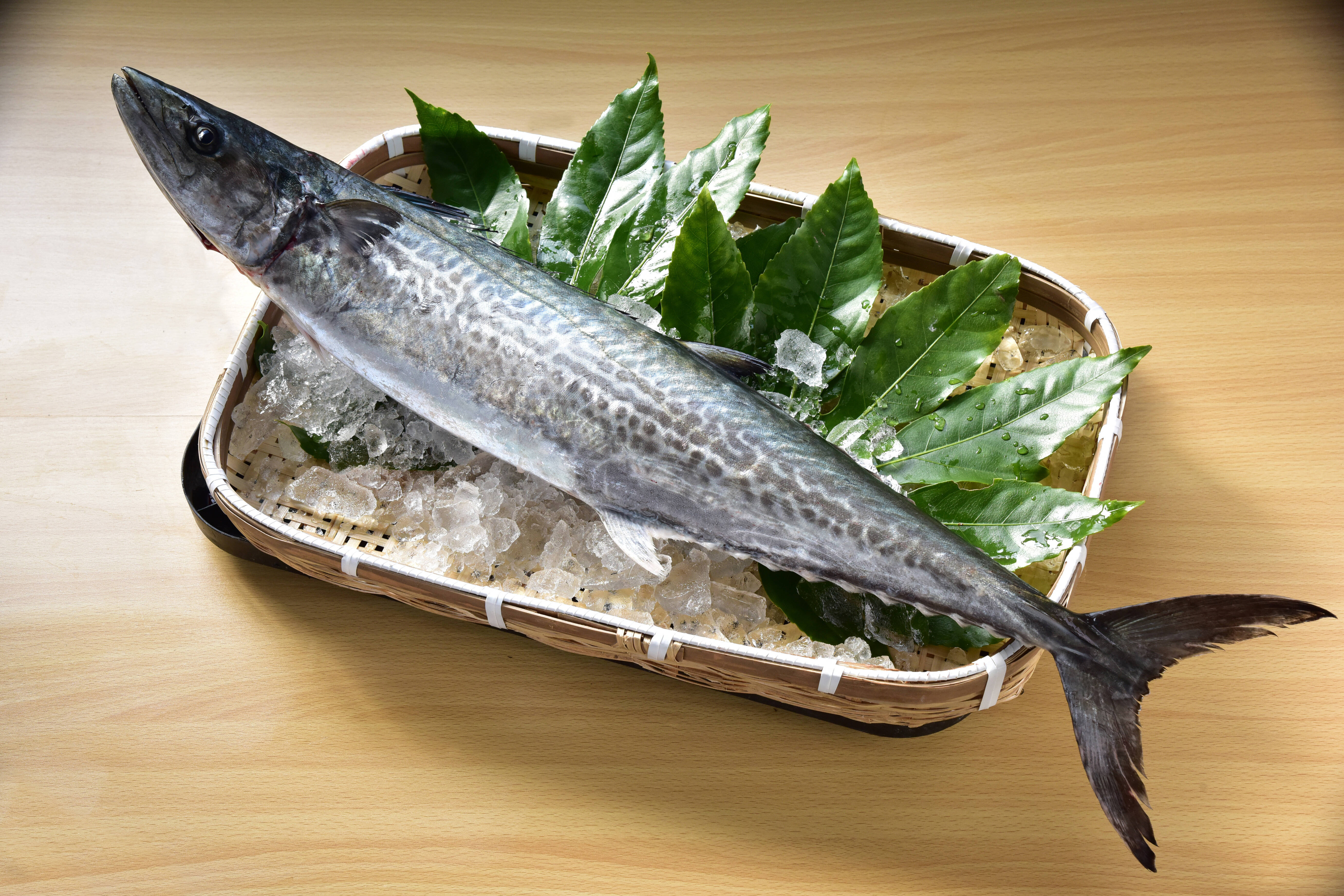 新鮮！獲れたて！刺し網漁師から直送！ 『天然サワラ』まるまる1尾2kg 