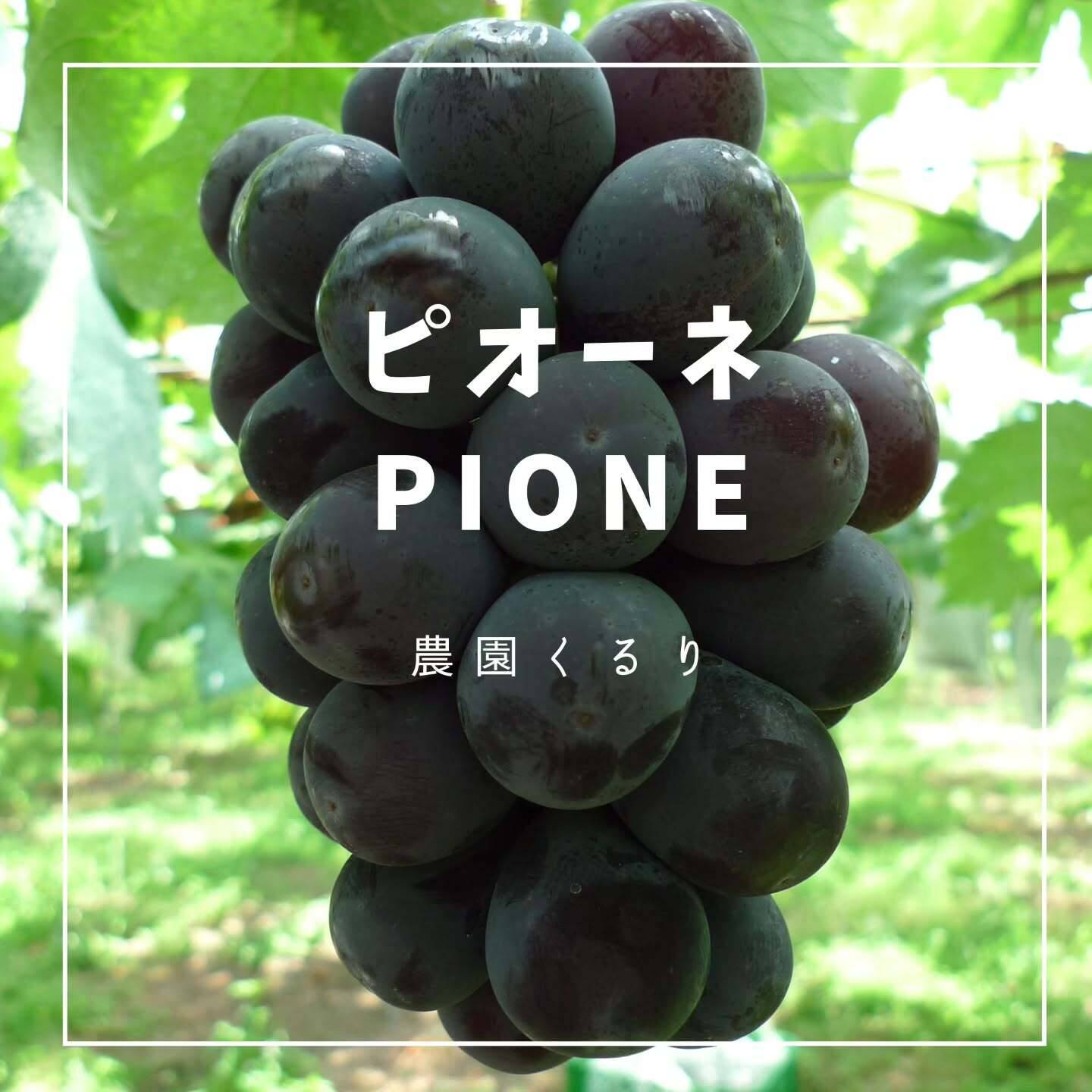 ピオーネページ e6c6bfa4441618cd7a92e16eb95c2b
